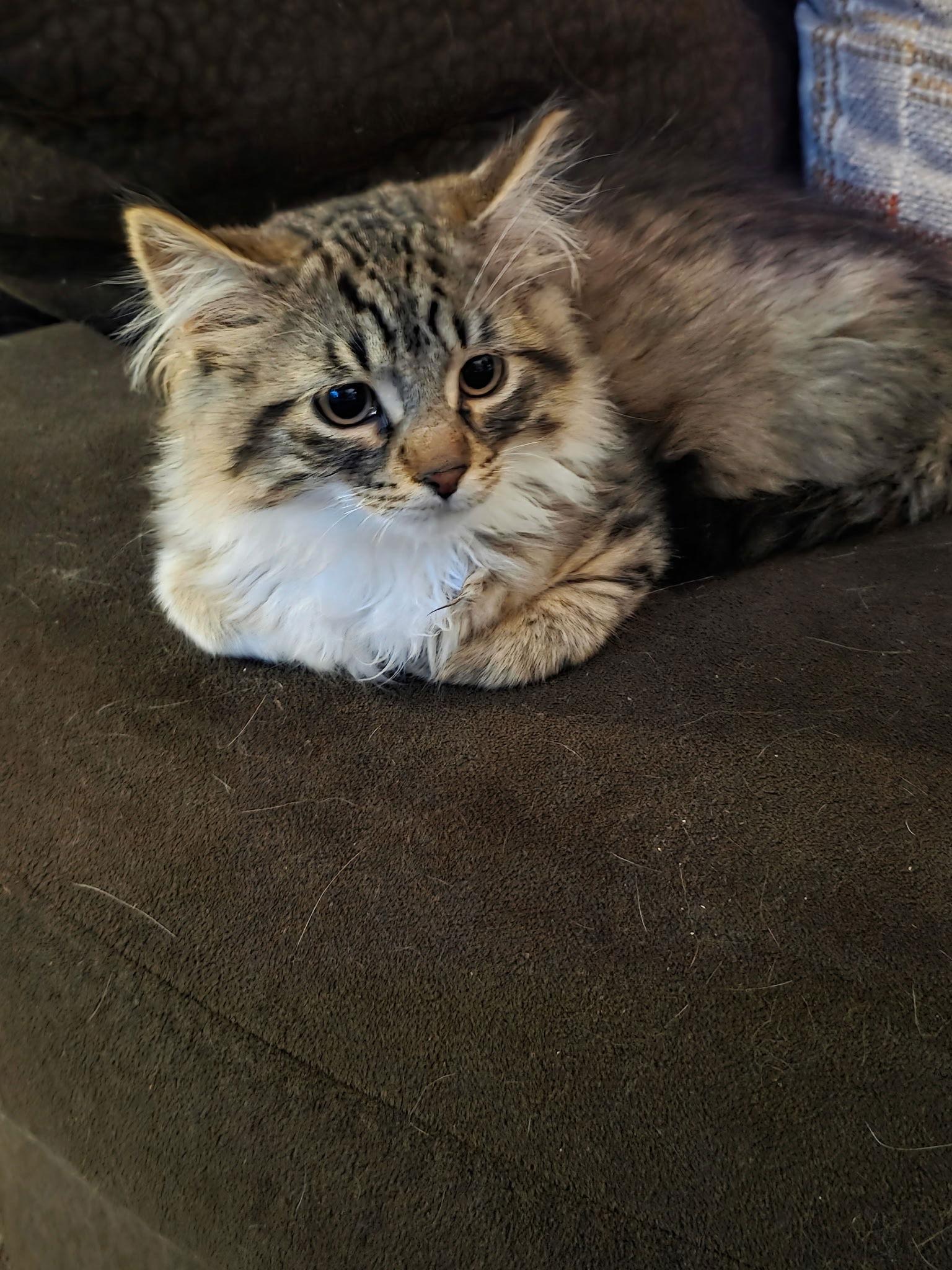 Enlarge Oliver, a Adopted Domestic Medium Hair in Zimmerman, MN image 1/3