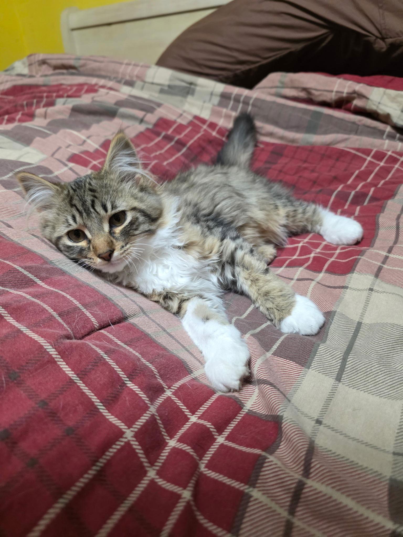 Enlarge Oliver, a Adopted Domestic Medium Hair in Zimmerman, MN image 2/3