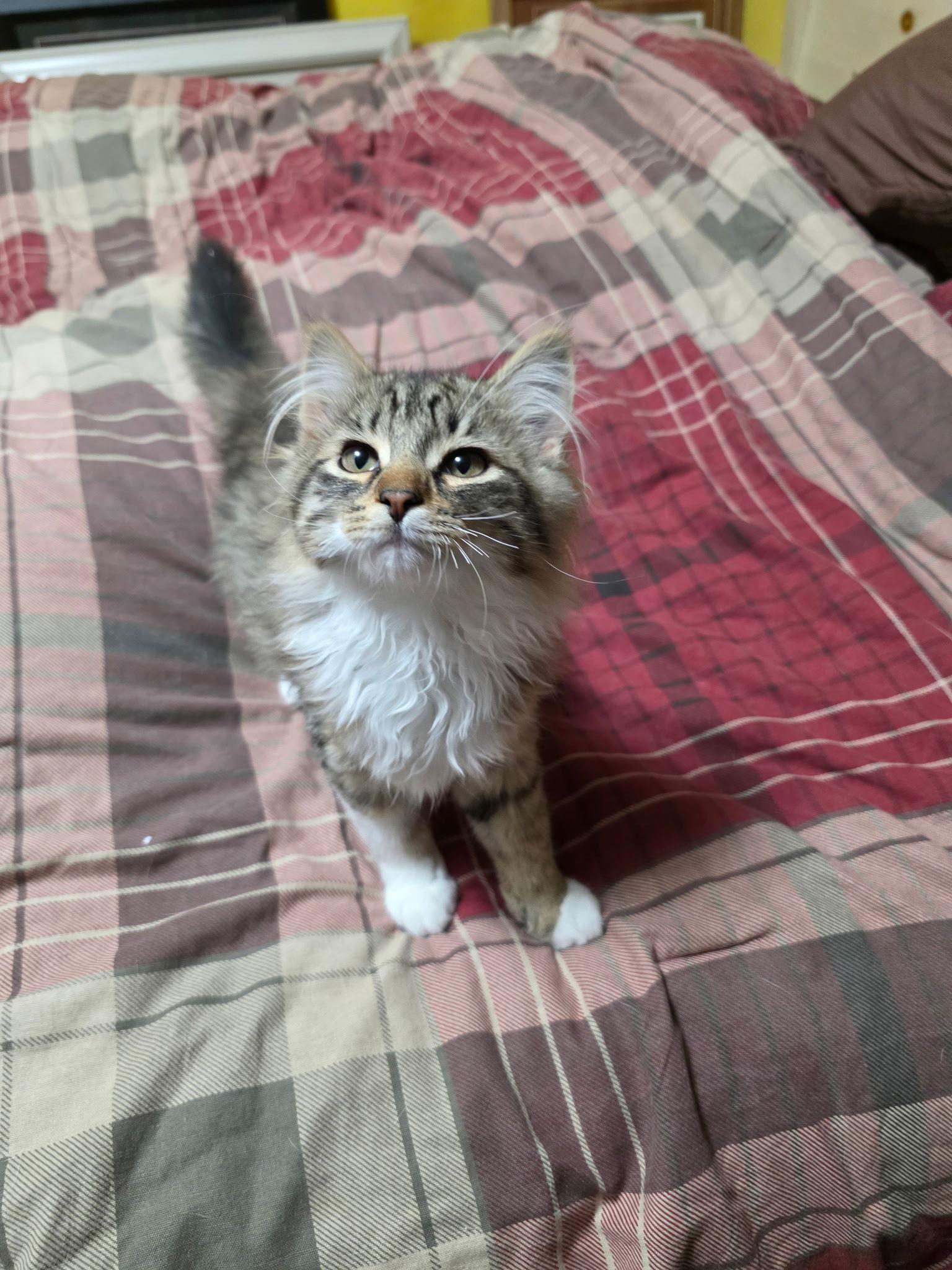 Enlarge Oliver, a Adopted Domestic Medium Hair in Zimmerman, MN image 3/3