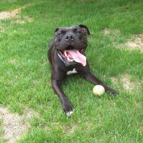 Athena, a Adoptable mixed breed in Jamestown, ND image 2/6