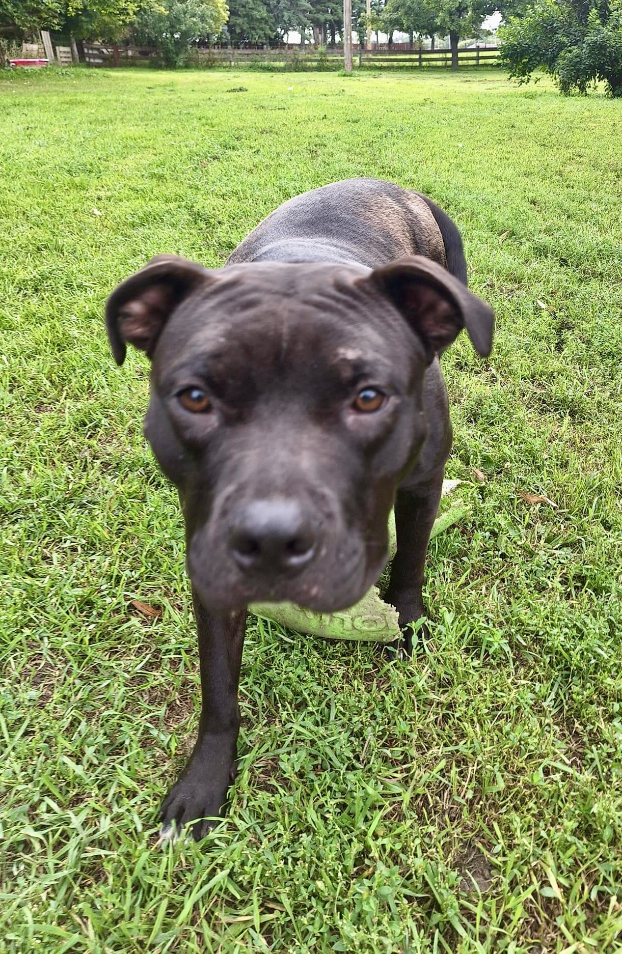 Athena, a Adoptable mixed breed in Jamestown, ND image 6/6