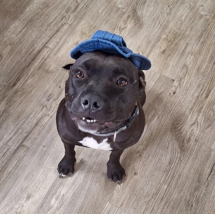 Athena, a Adoptable mixed breed in Jamestown, ND image 3/6