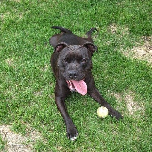 Athena, Young Female Staffordshire Bull Terrier