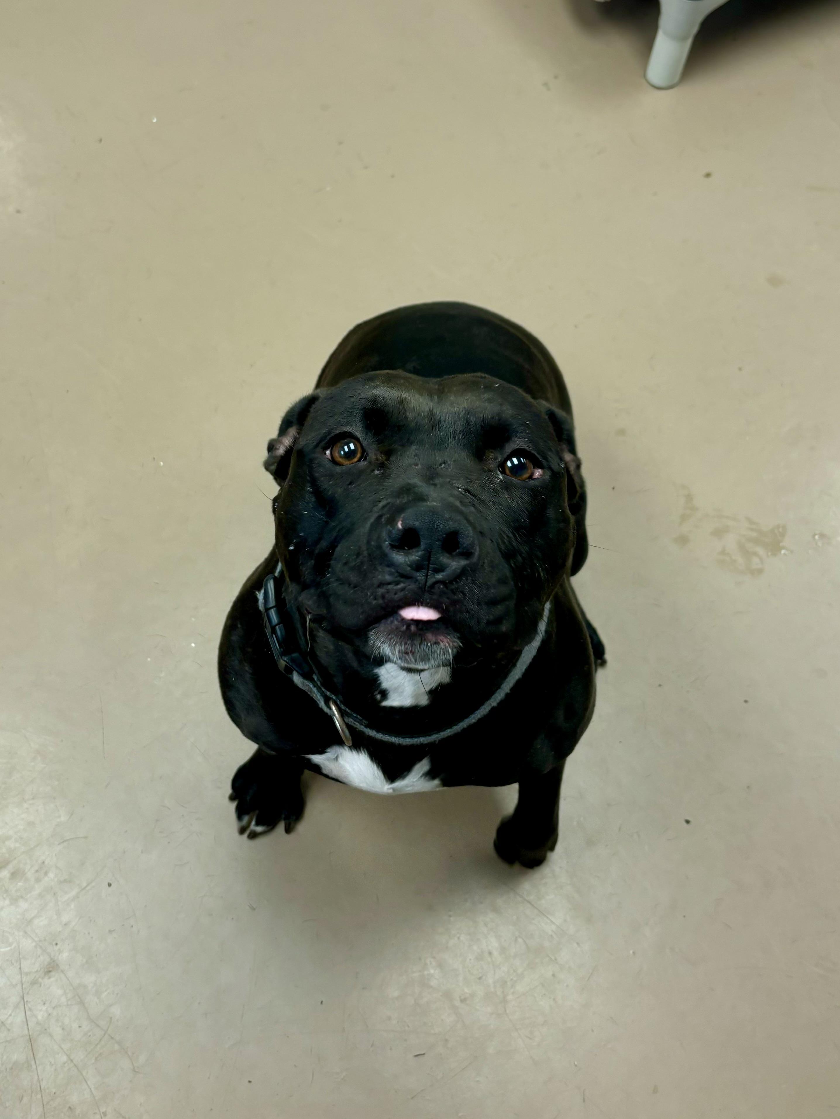 Athena, a Adoptable mixed breed in Jamestown, ND image 5/6