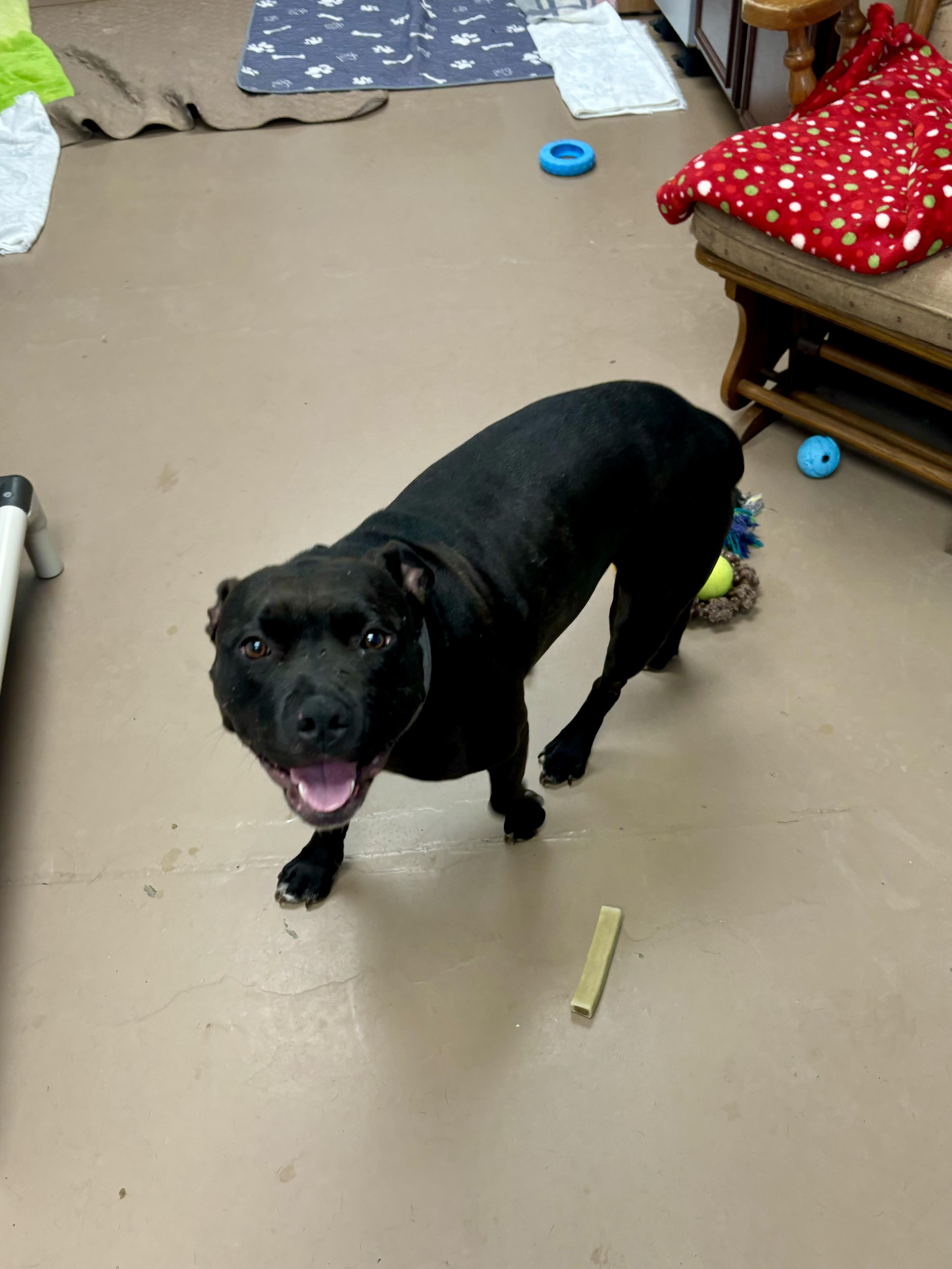 Athena, a Adoptable mixed breed in Jamestown, ND image 4/6