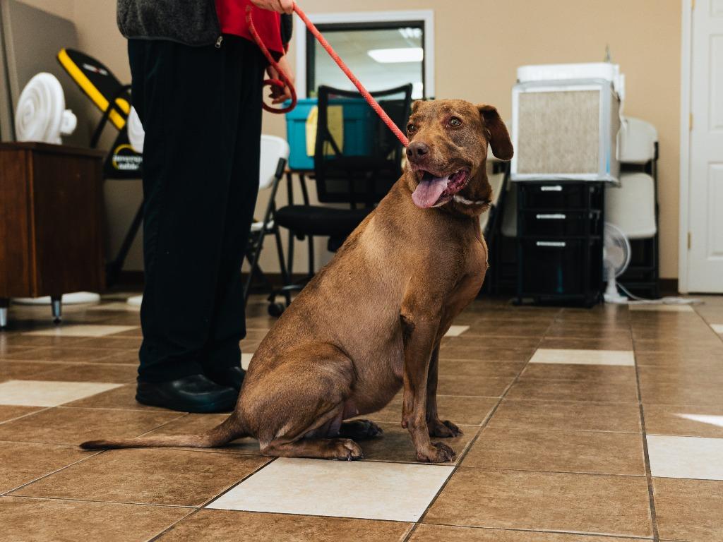 Maple, Adoptable, Adult Female Labrador Retriever.