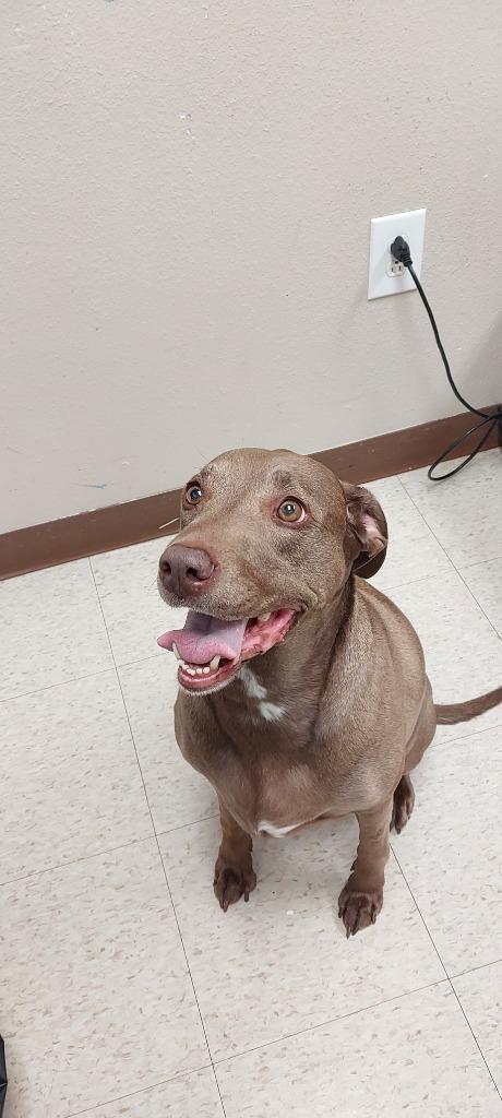 Enlarge Maple, a Adoptable mixed breed in Mocksville, NC image 2/6