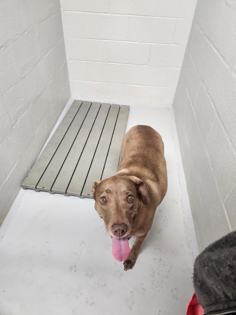 Enlarge Maple, a Adoptable mixed breed in Mocksville, NC image 3/6