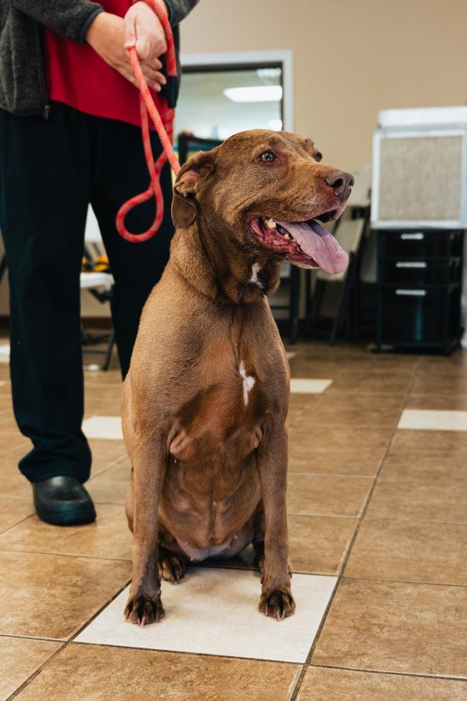 Enlarge Maple, a Adoptable mixed breed in Mocksville, NC image 5/6