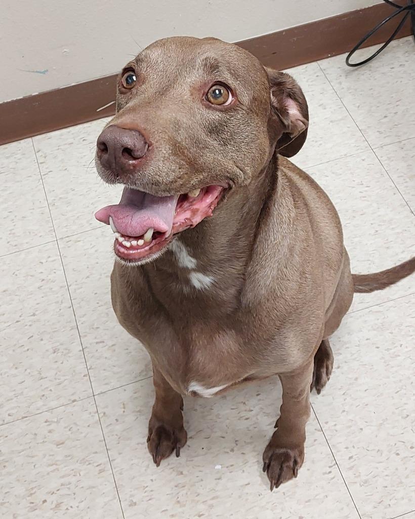Enlarge Maple, a Adoptable mixed breed in Mocksville, NC image 6/6