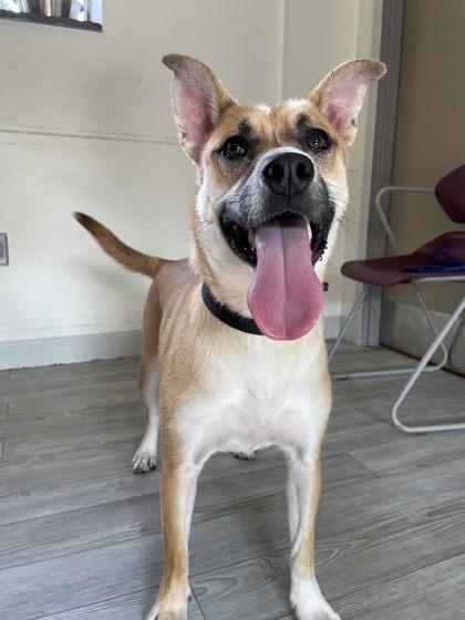 Enlarge Helen, a Adoptable mixed breed in South Bend, IN image 1/3