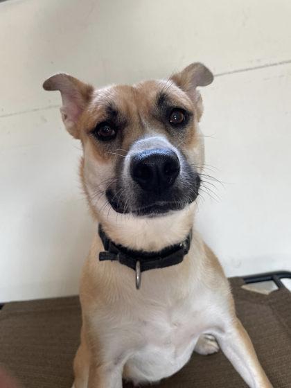 Enlarge Helen, a Adoptable mixed breed in South Bend, IN image 2/3