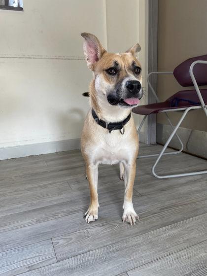 Enlarge Helen, a Adoptable mixed breed in South Bend, IN image 3/3