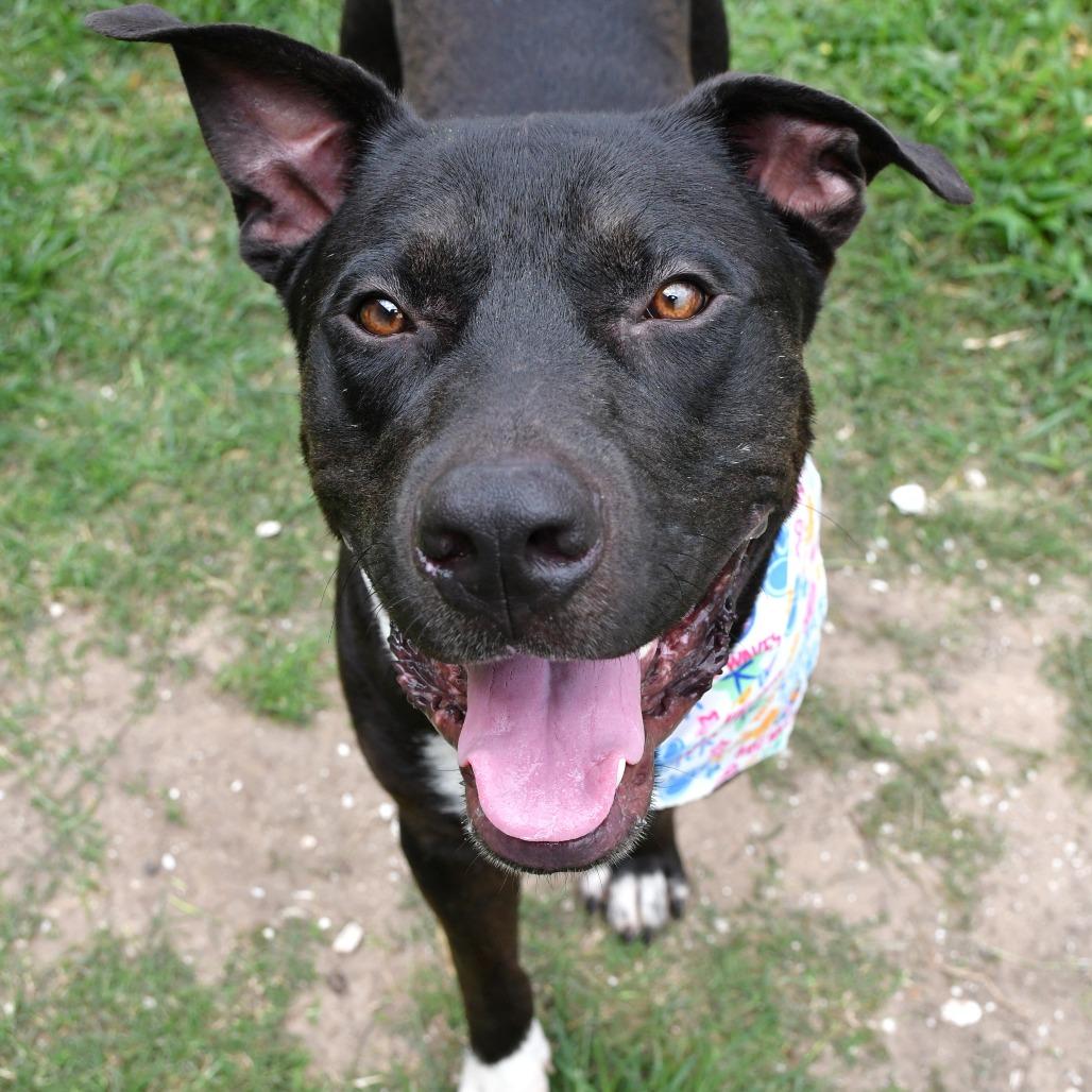 Enlarge Moog, a Adoptable Pit Bull Terrier in Beaumont, TX image 1/6