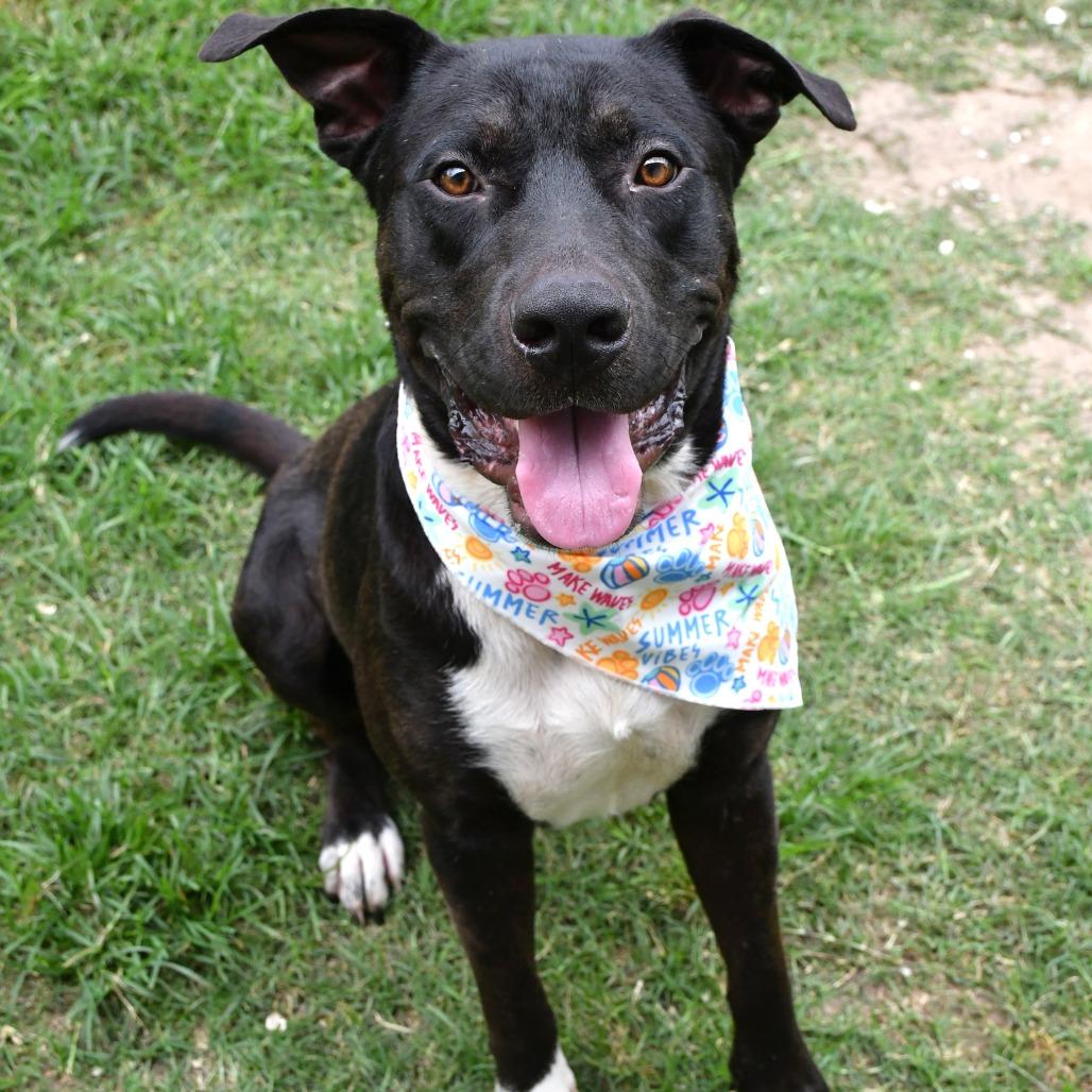 Enlarge Moog, a Adoptable Pit Bull Terrier in Beaumont, TX image 2/6