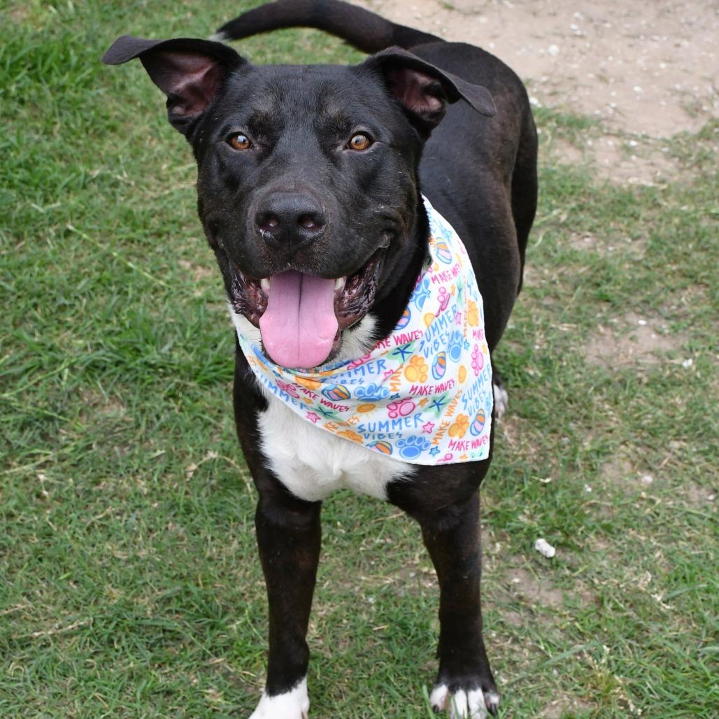 Enlarge Moog, a Adoptable Pit Bull Terrier in Beaumont, TX image 3/6