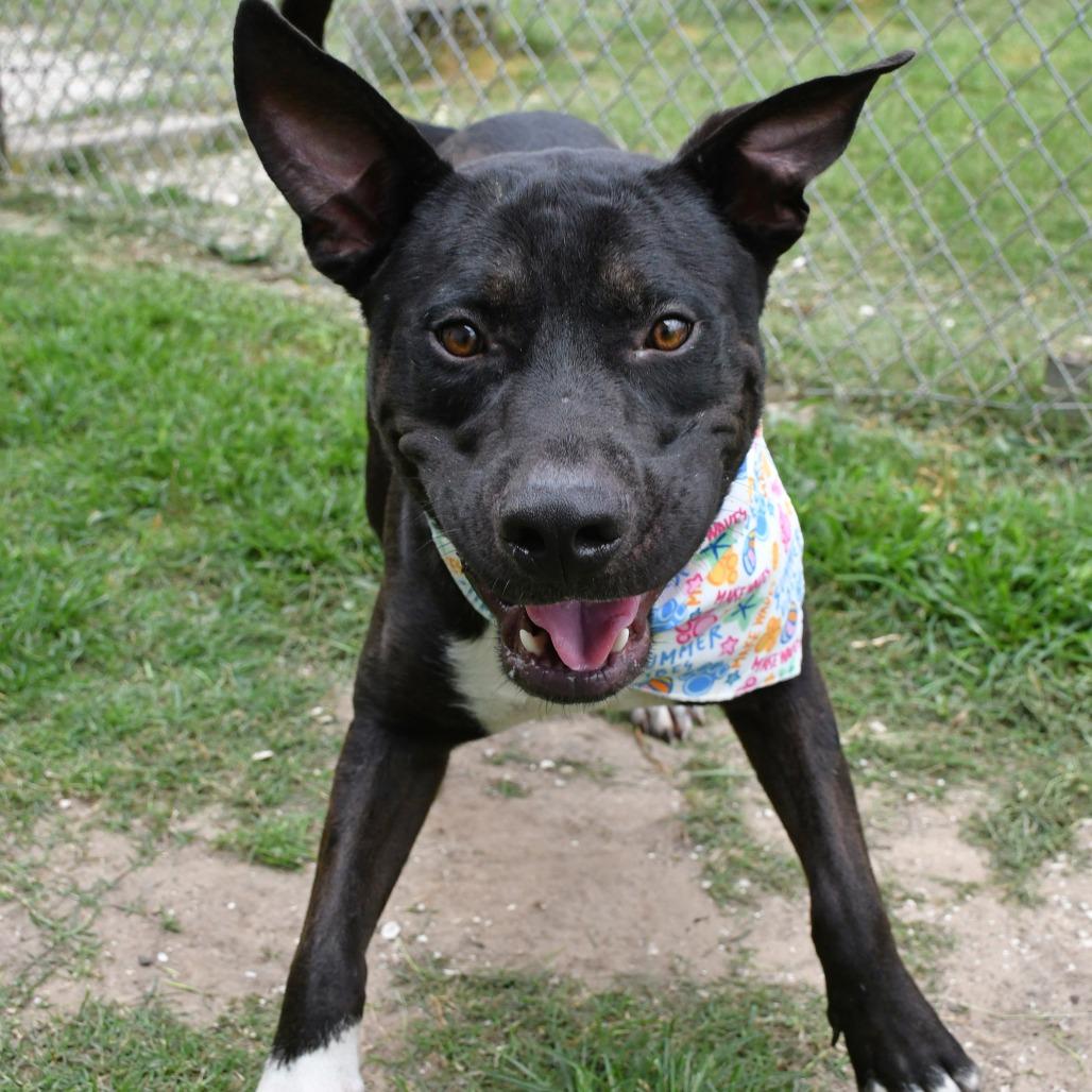 Enlarge Moog, a Adoptable Pit Bull Terrier in Beaumont, TX image 4/6