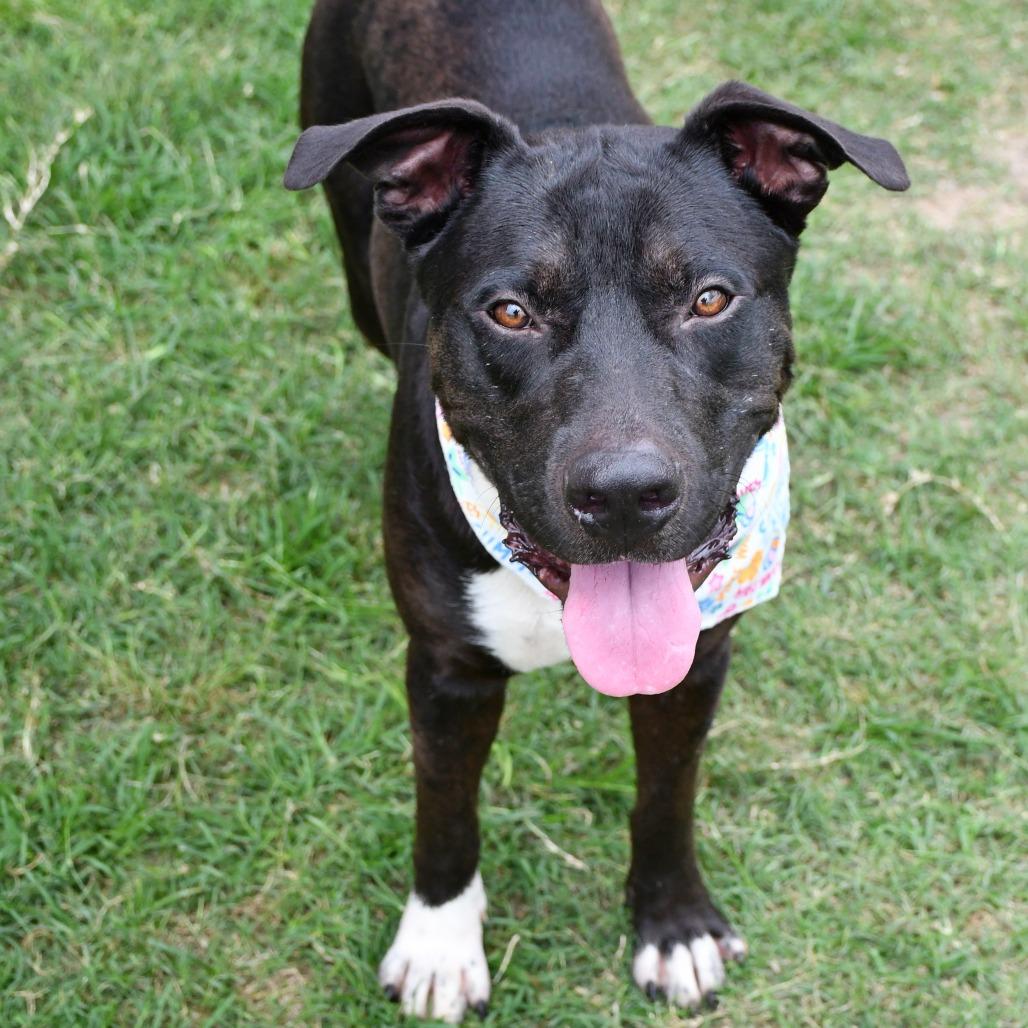 Enlarge Moog, a Adoptable Pit Bull Terrier in Beaumont, TX image 5/6