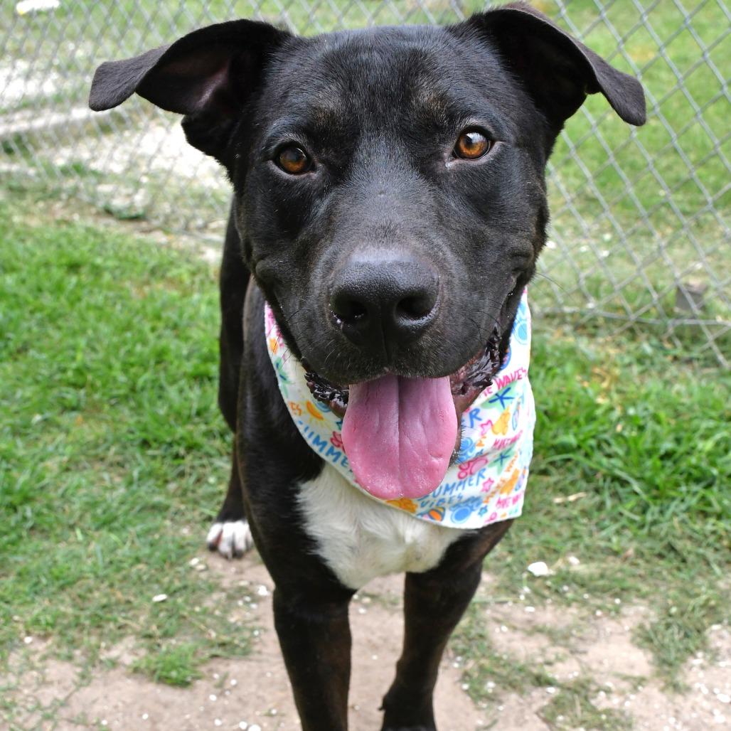 Enlarge Moog, a Adoptable Pit Bull Terrier in Beaumont, TX image 6/6
