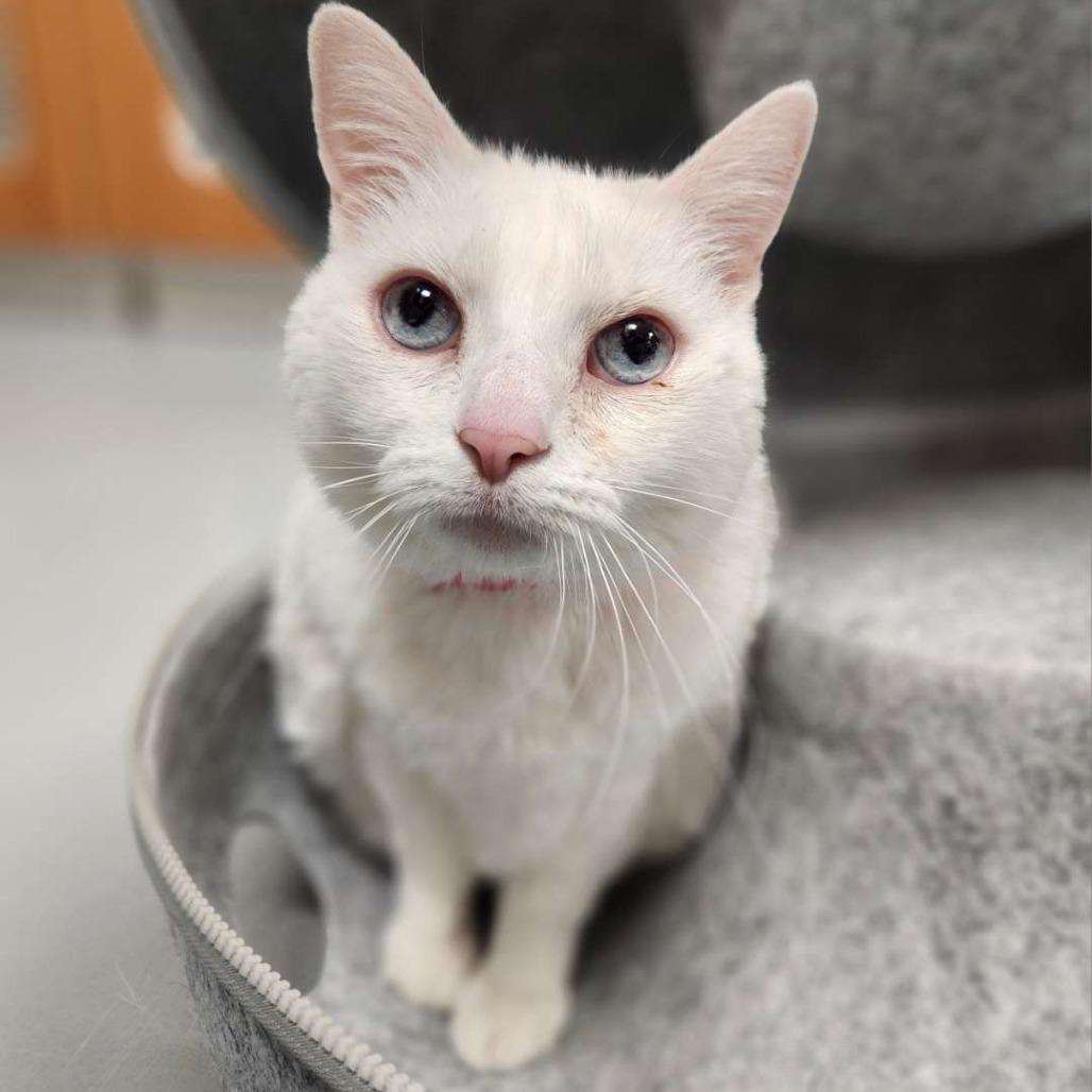 Sugar, Adult Female Domestic Short Hair