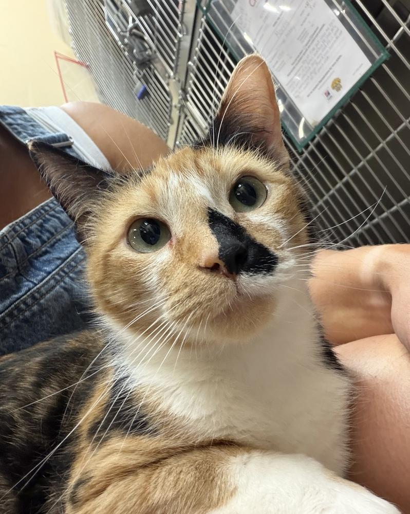 Enlarge Yuki, a Adoptable Domestic Short Hair in Marietta, GA image 1/3