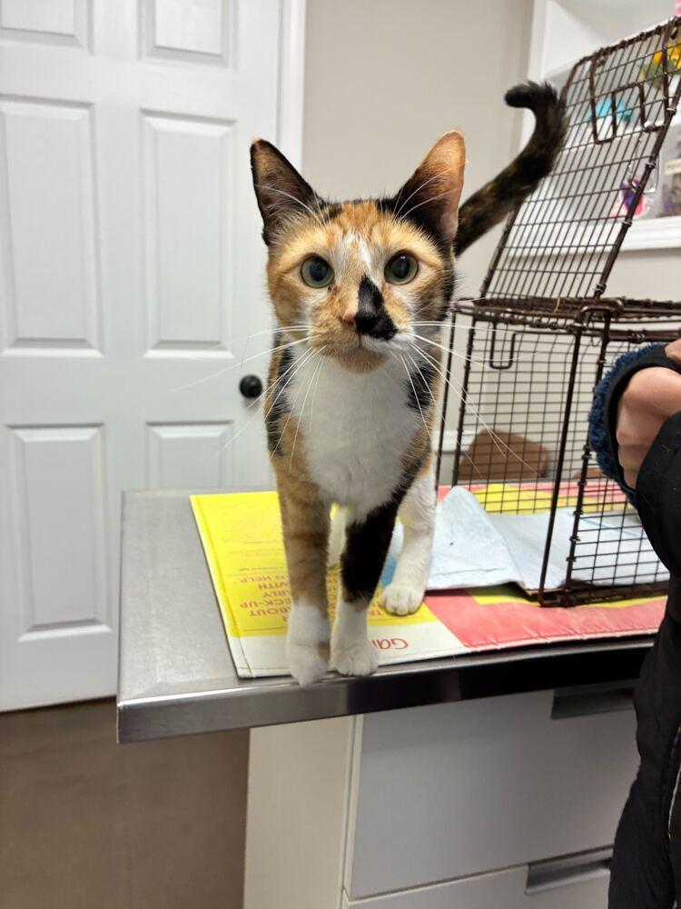 Enlarge Yuki, a Adoptable Domestic Short Hair in Marietta, GA image 2/3