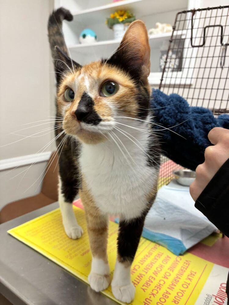 Enlarge Yuki, a Adoptable Domestic Short Hair in Marietta, GA image 3/3