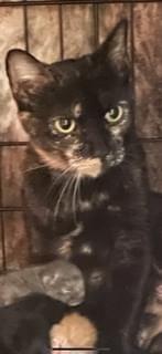 Enlarge Apricot, a Adopted Domestic Short Hair in Long Island City, NY image 1/1