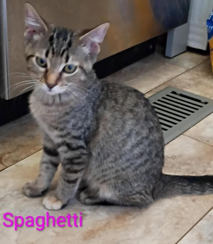 spaghetti, Adopted, Kitten Male Domestic Short Hair.