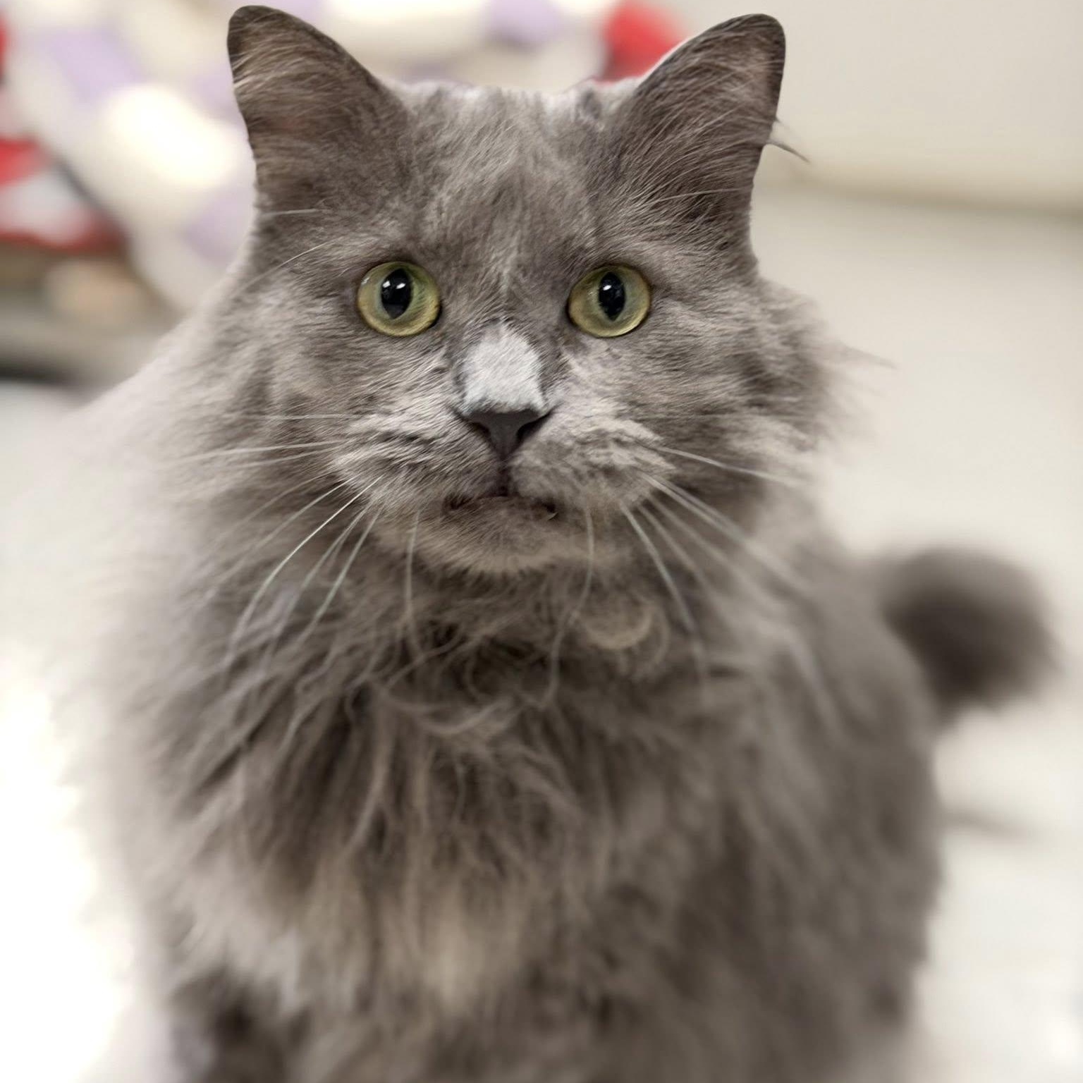 Enlarge Sugar, a ADOPTABLE Domestic Long Hair in Effingham, IL image 2/3