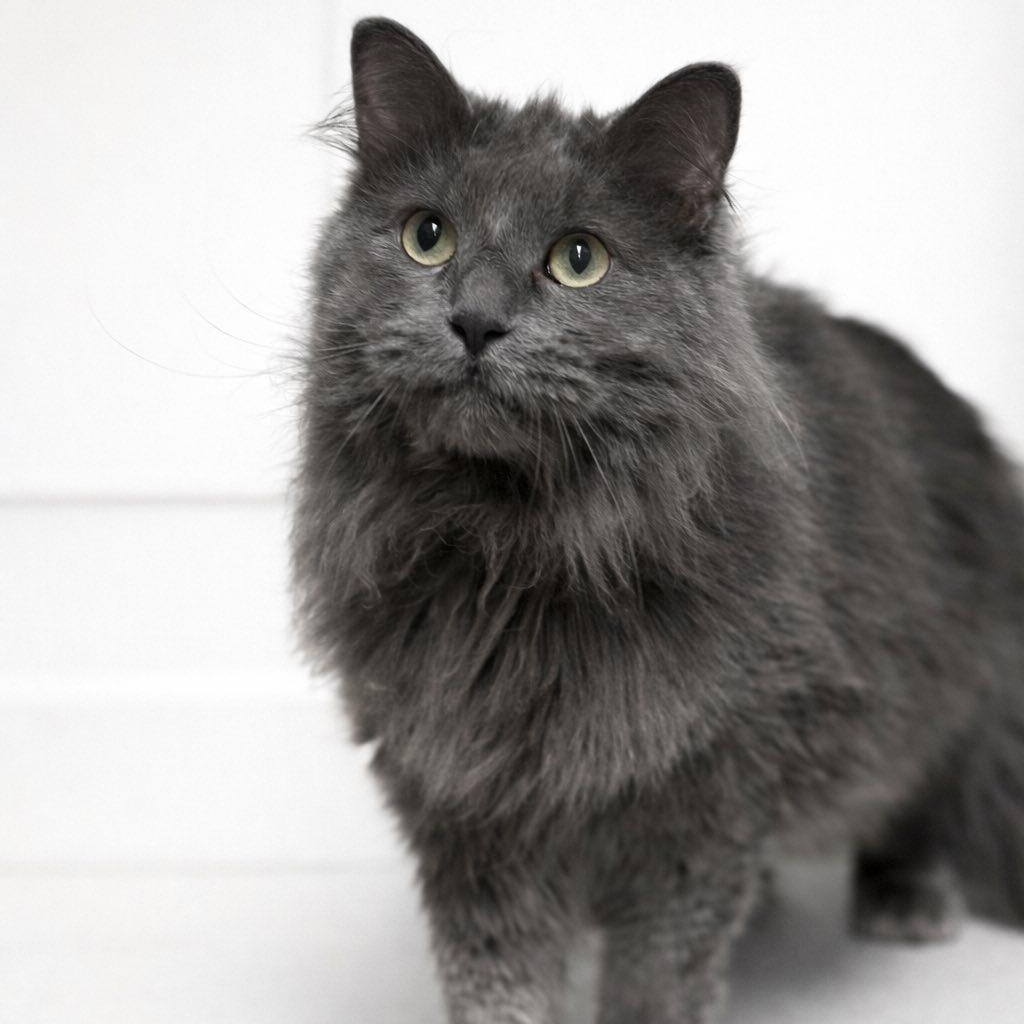 Sugar, ADOPTABLE, Senior Female Domestic Long Hair.