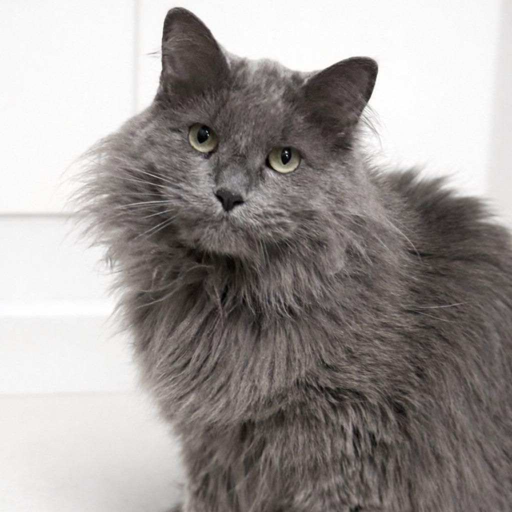 Enlarge Sugar, a ADOPTABLE Domestic Long Hair in Effingham, IL image 3/3
