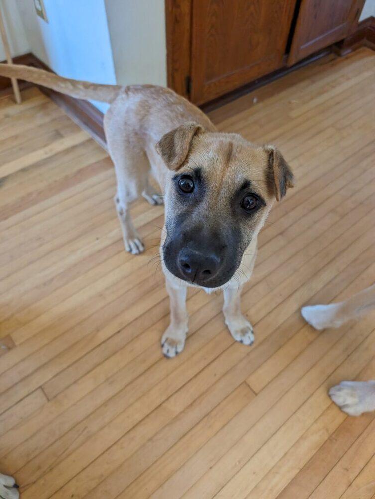 Queso, Adoptable, Young Male Mixed Breed.