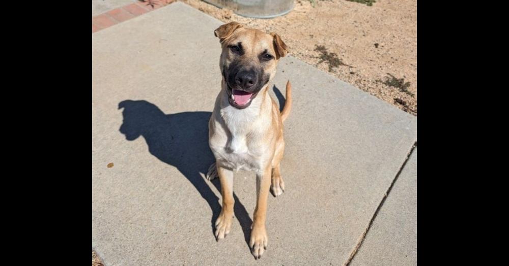 Enlarge Queso, a Adoptable mixed breed in San Diego, CA image 2/2