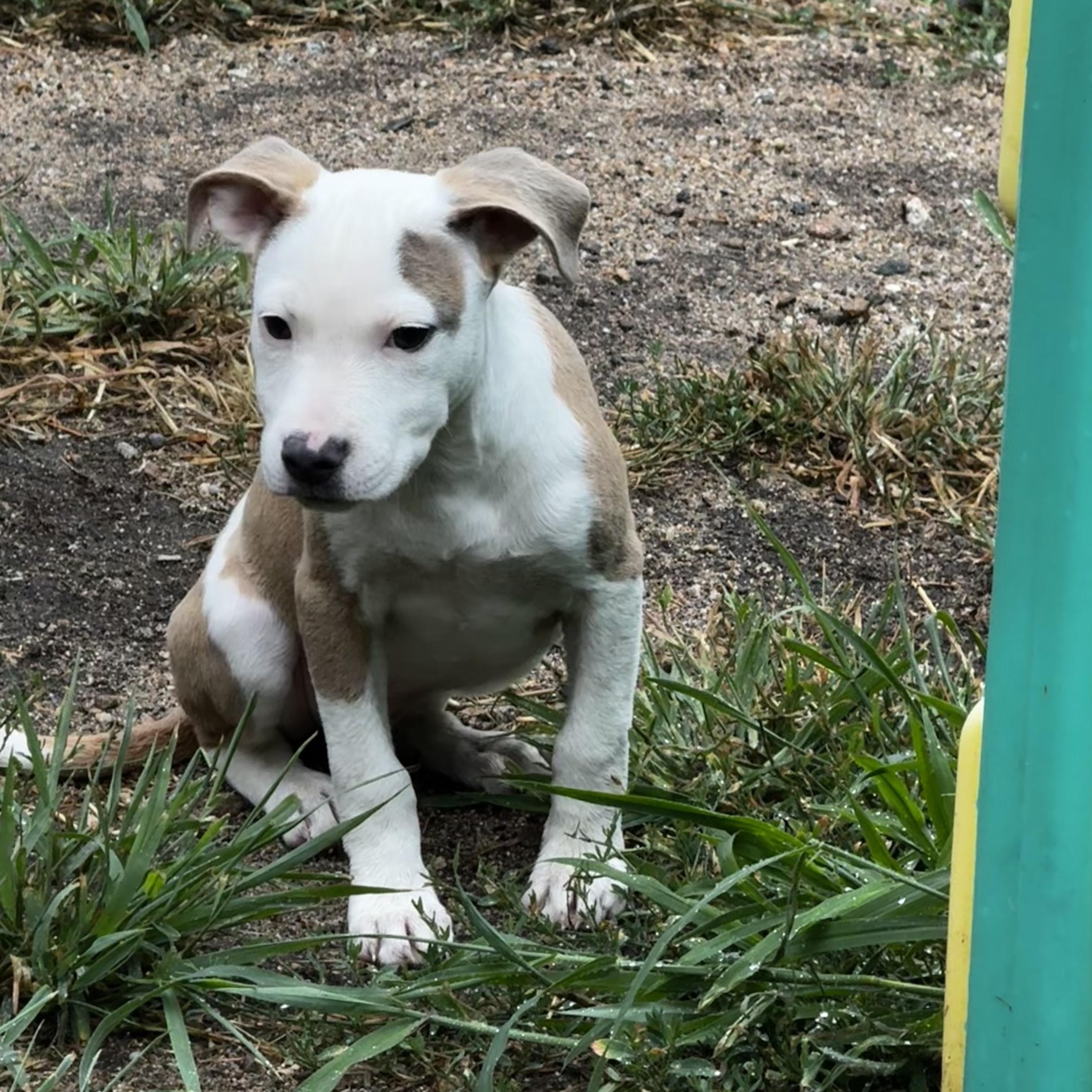 Enlarge Madame Mim, a Adoptable mixed breed in Portland, ME image 2/6