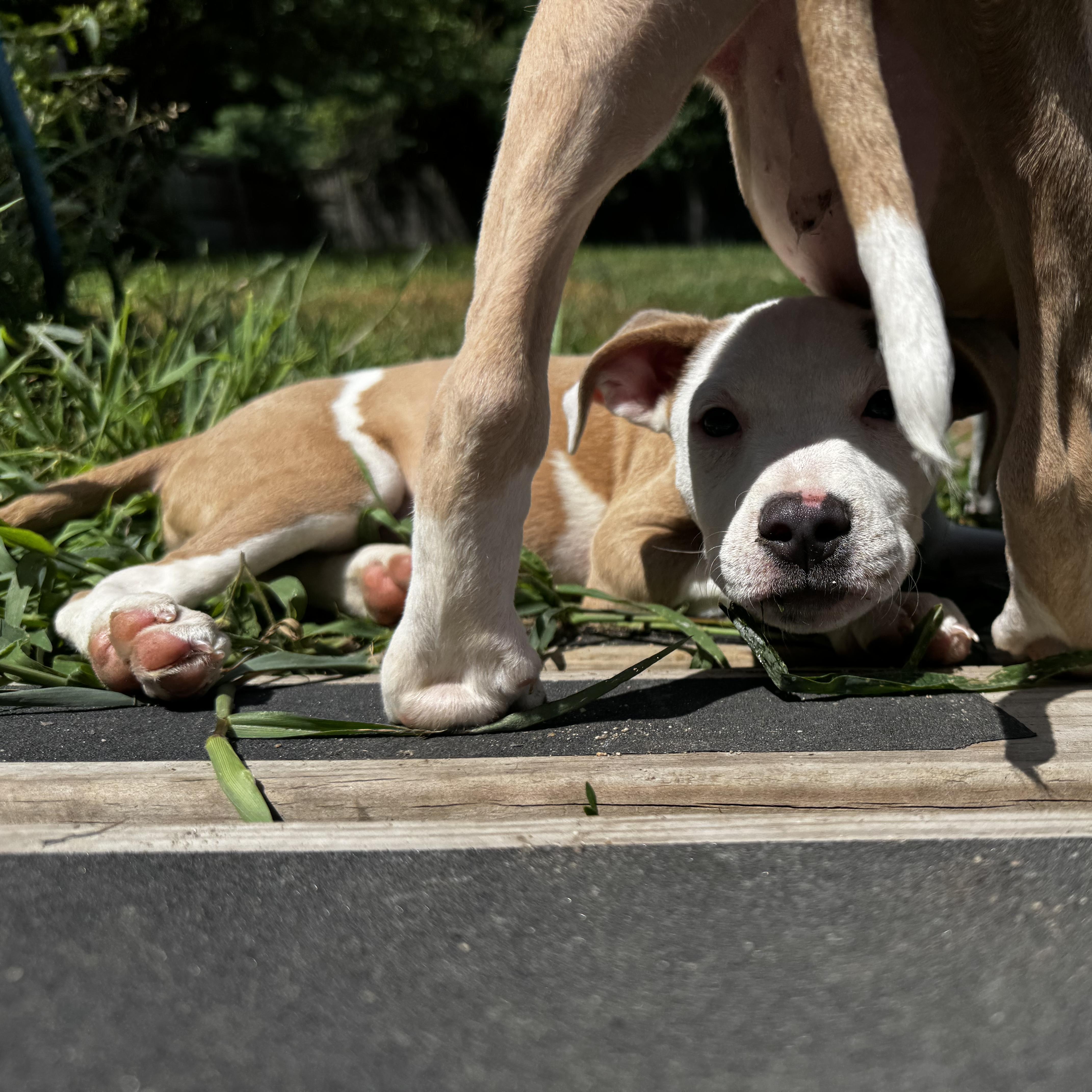 Enlarge Madame Mim, a Adoptable mixed breed in Portland, ME image 3/6