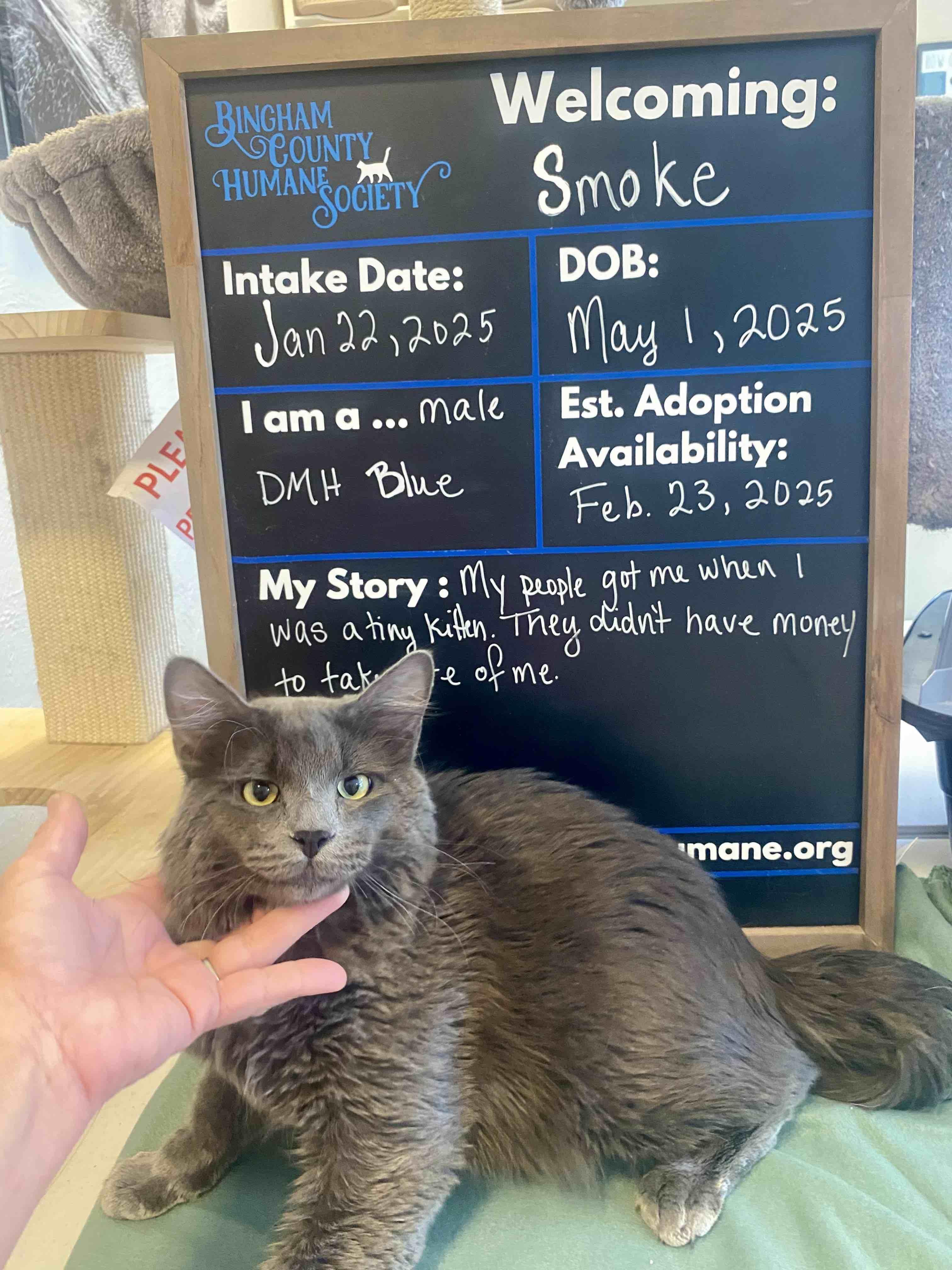 Smoke, a Adoptable Domestic Medium Hair in Blackfoot, ID image 1/2