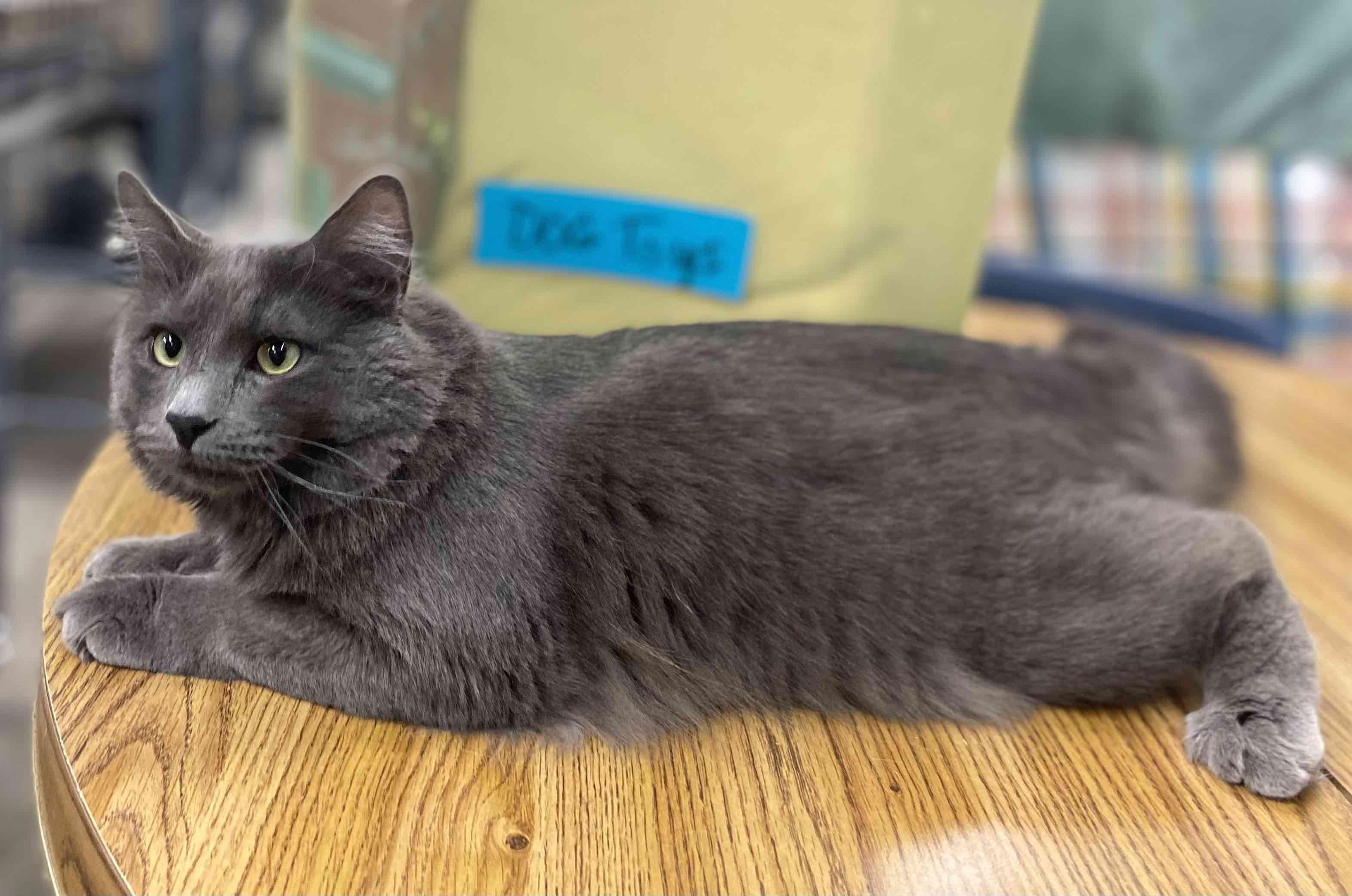 Smoke, an adoptable Domestic Medium Hair in Blackfoot, ID, 83221 | Photo Image 2
