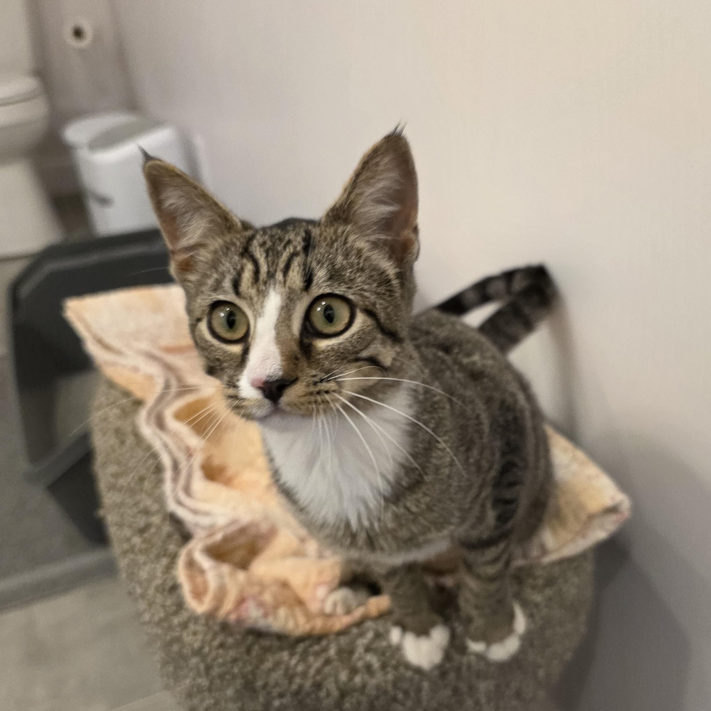 Hamburger, a Adoptable Domestic Short Hair in Kingsport, TN image 4/6