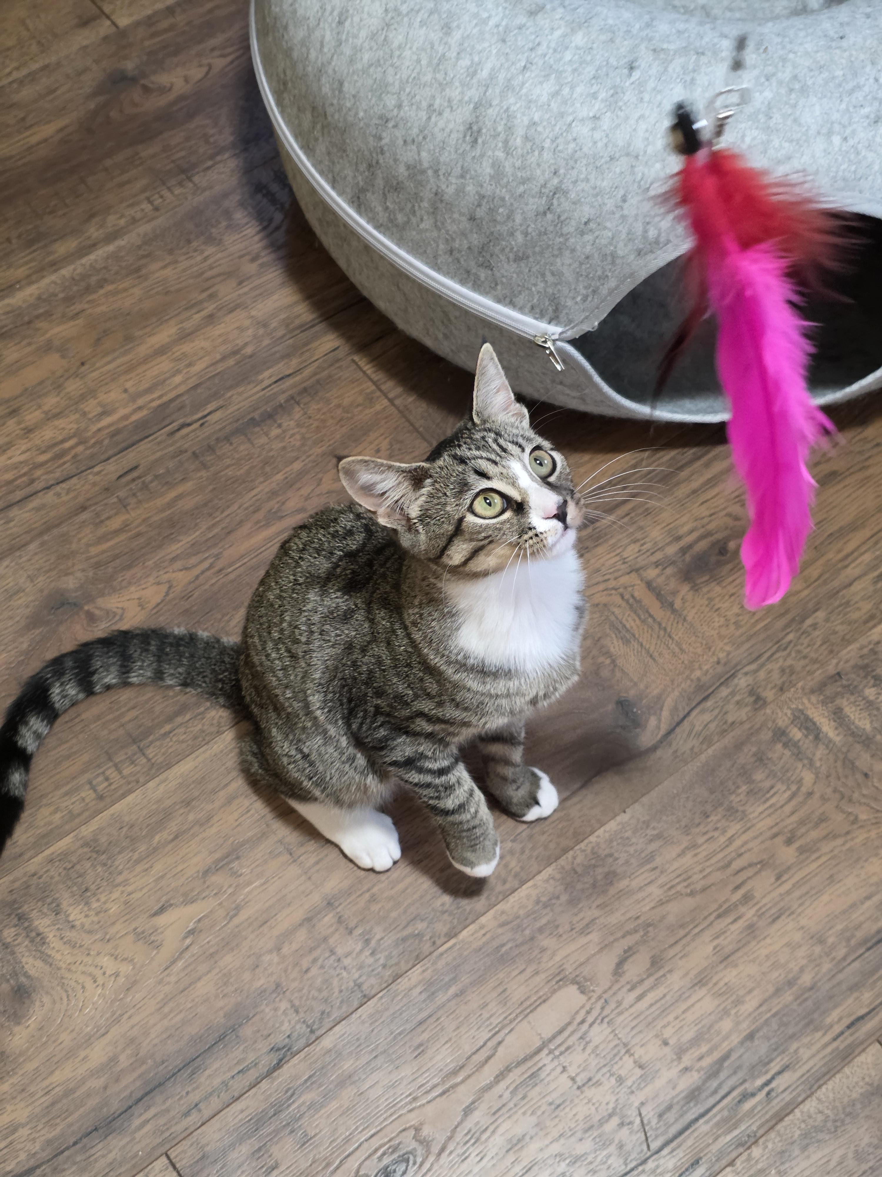 Hamburger, a Adoptable Domestic Short Hair in Kingsport, TN image 5/6