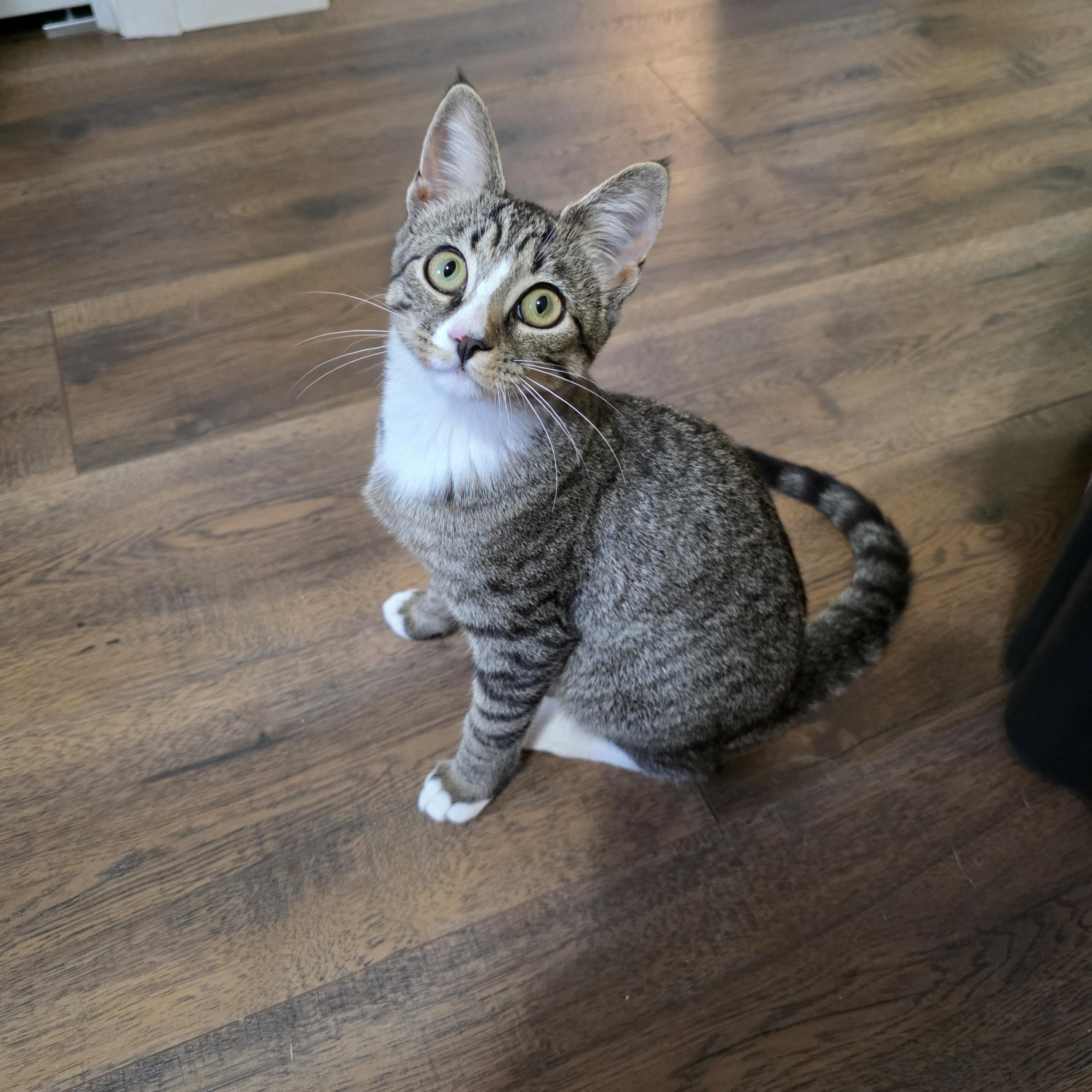 Hamburger, Adoptable, Kitten Female Domestic Short Hair.