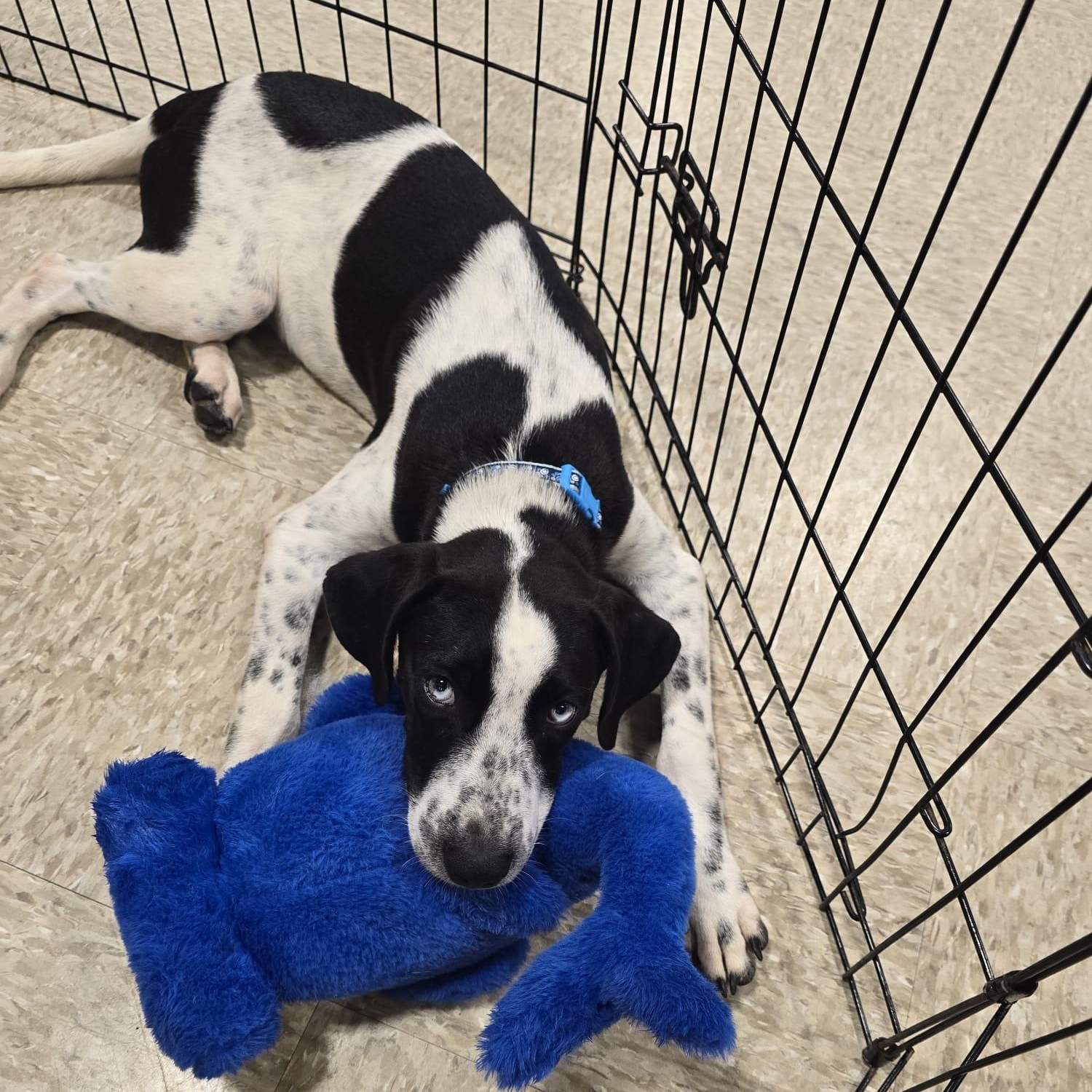 Neymar, Adoptable, Young Male Spaniel.