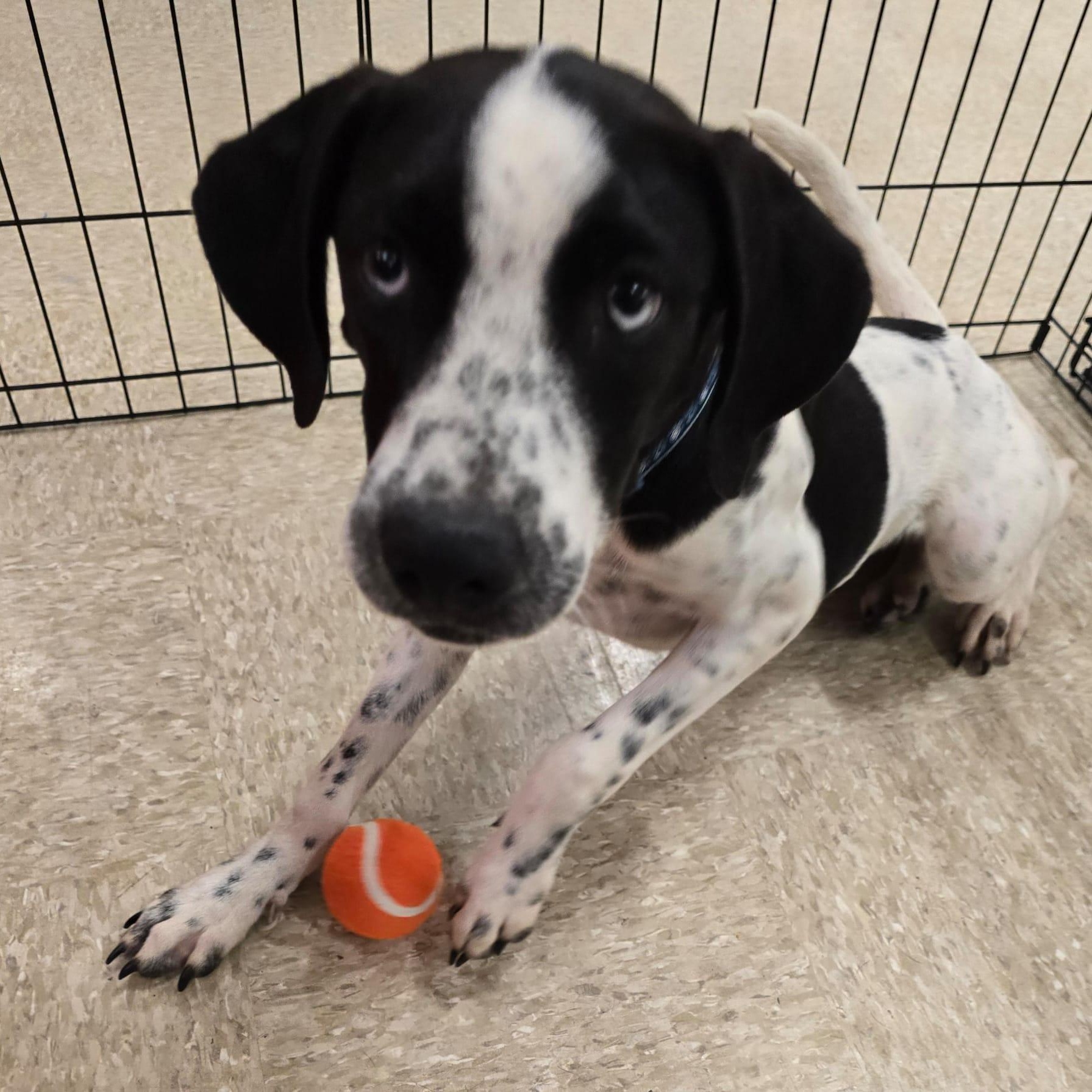 Neymar, a Adoptable mixed breed in Albion, NY image 2/2