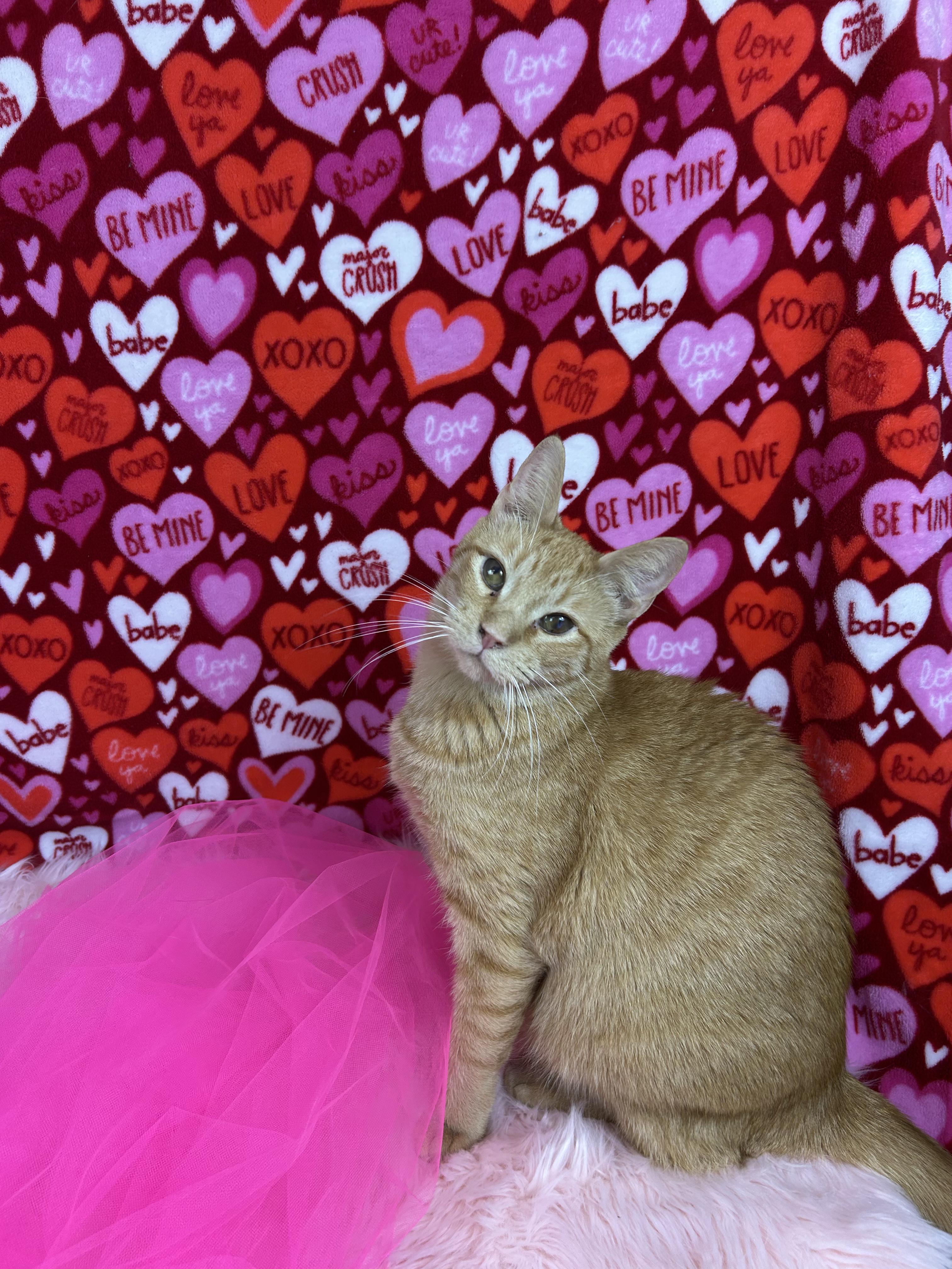 Teddy, adopted, Young Male Domestic Short Hair.