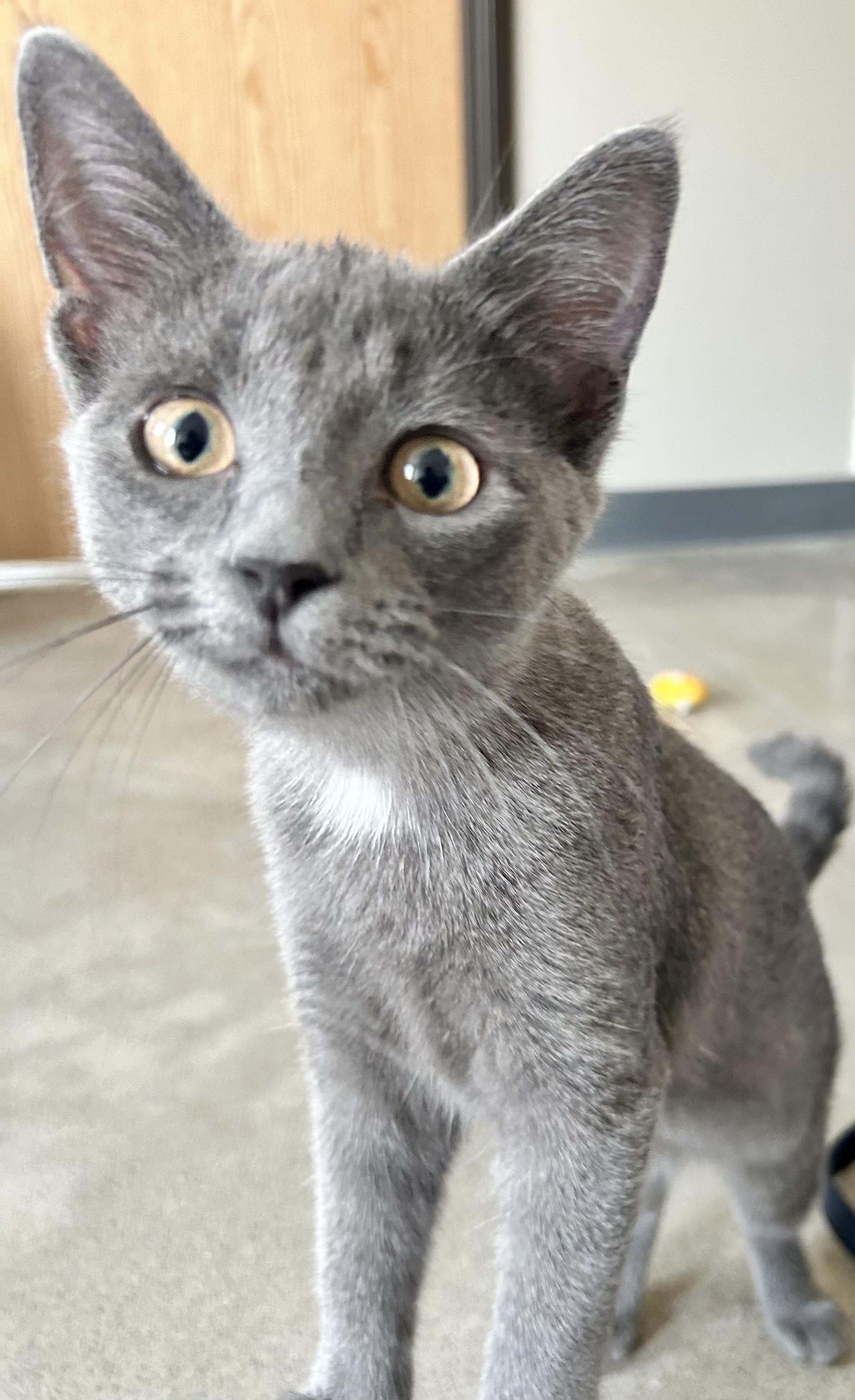 Glimmer, ADOPTABLE, Young Female Domestic Medium Hair.