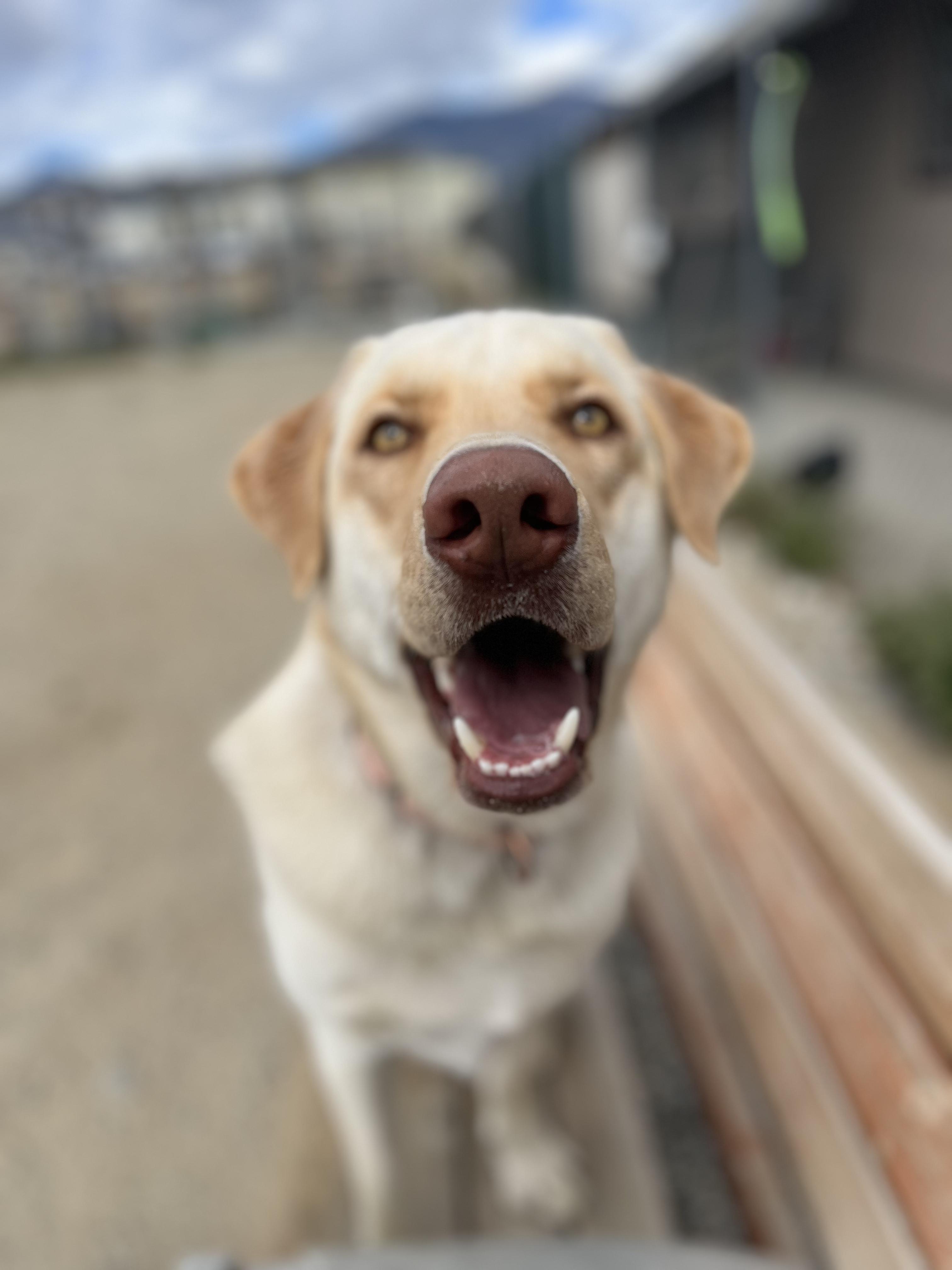 Ollie, a Adoptable mixed breed in Buena Vista, CO image 2/4