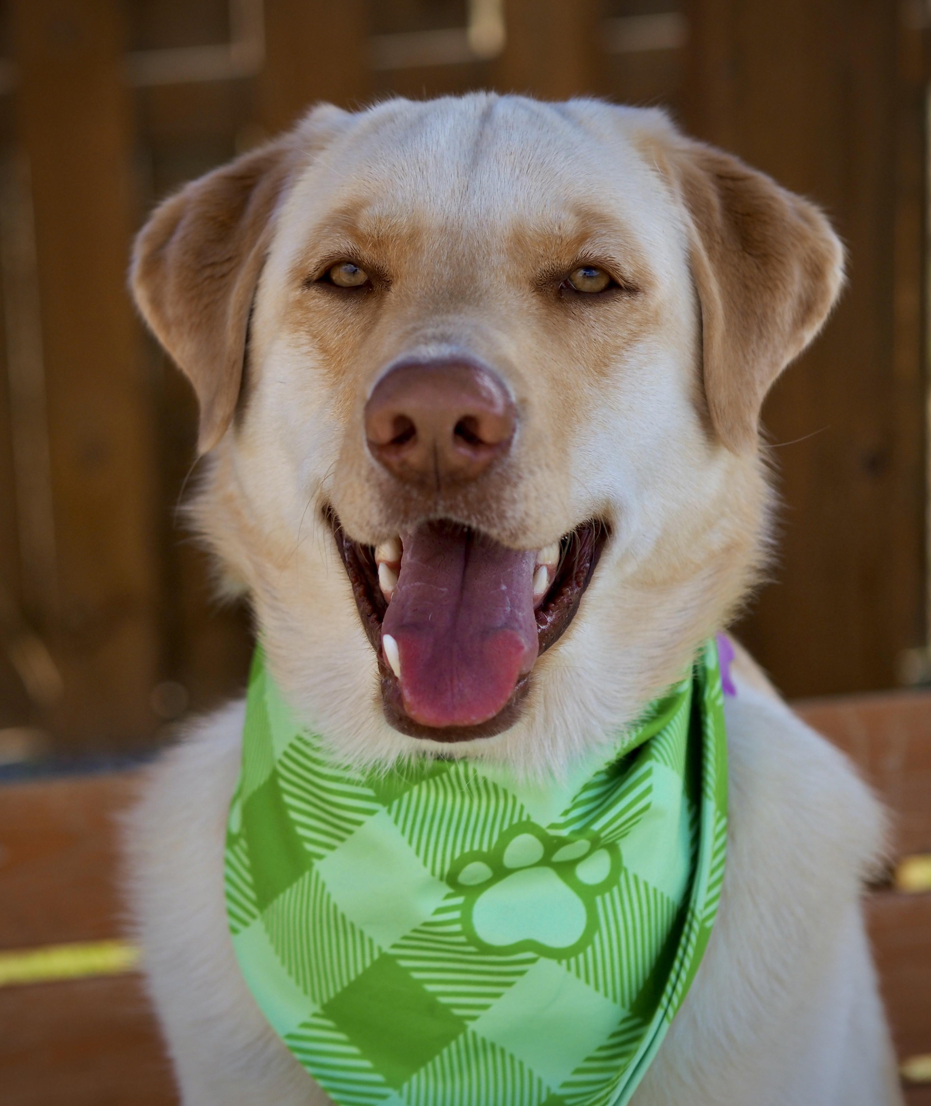 Ollie, a Adoptable mixed breed in Buena Vista, CO image 1/4