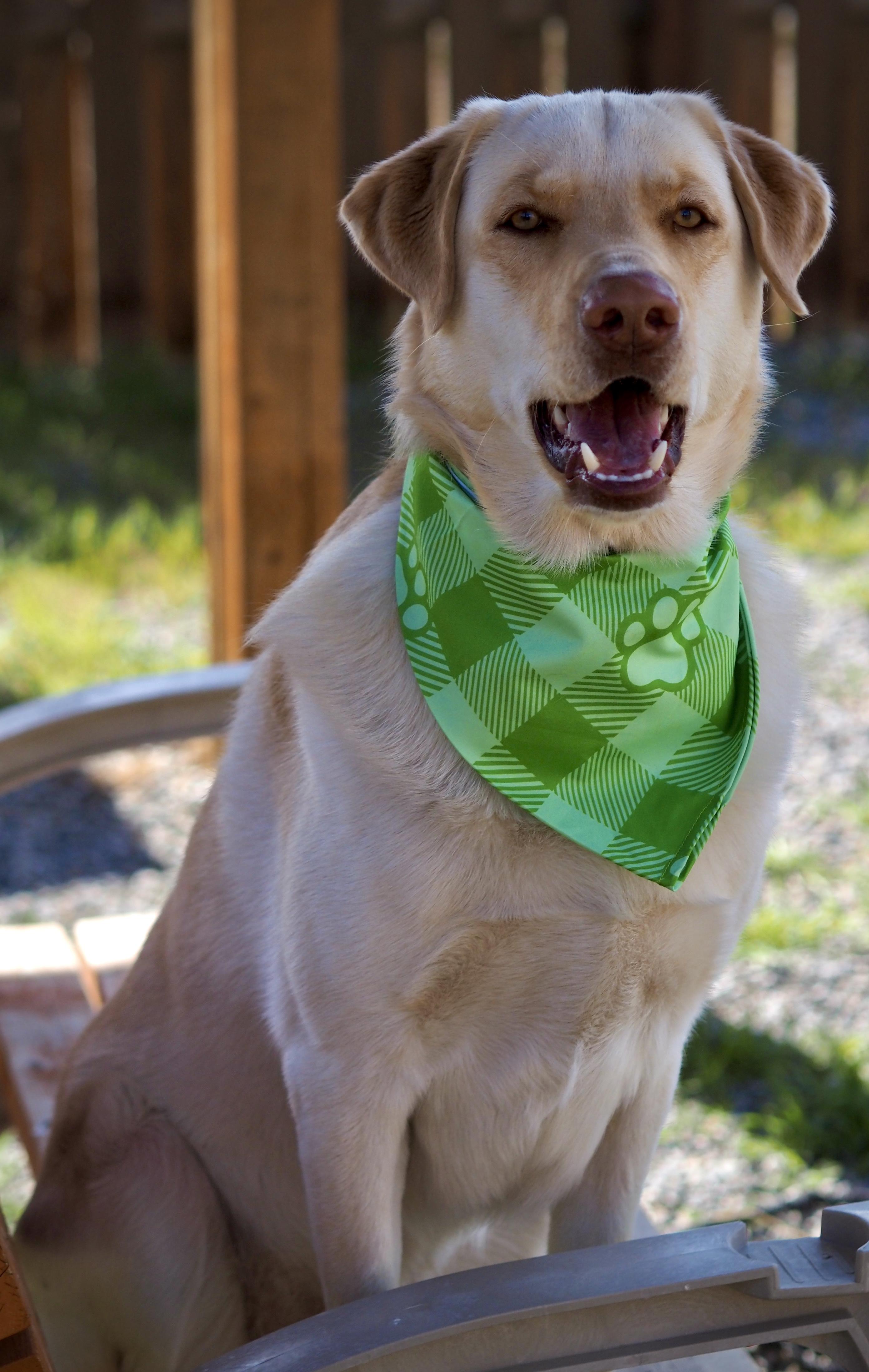 Ollie, a Adoptable mixed breed in Buena Vista, CO image 3/4