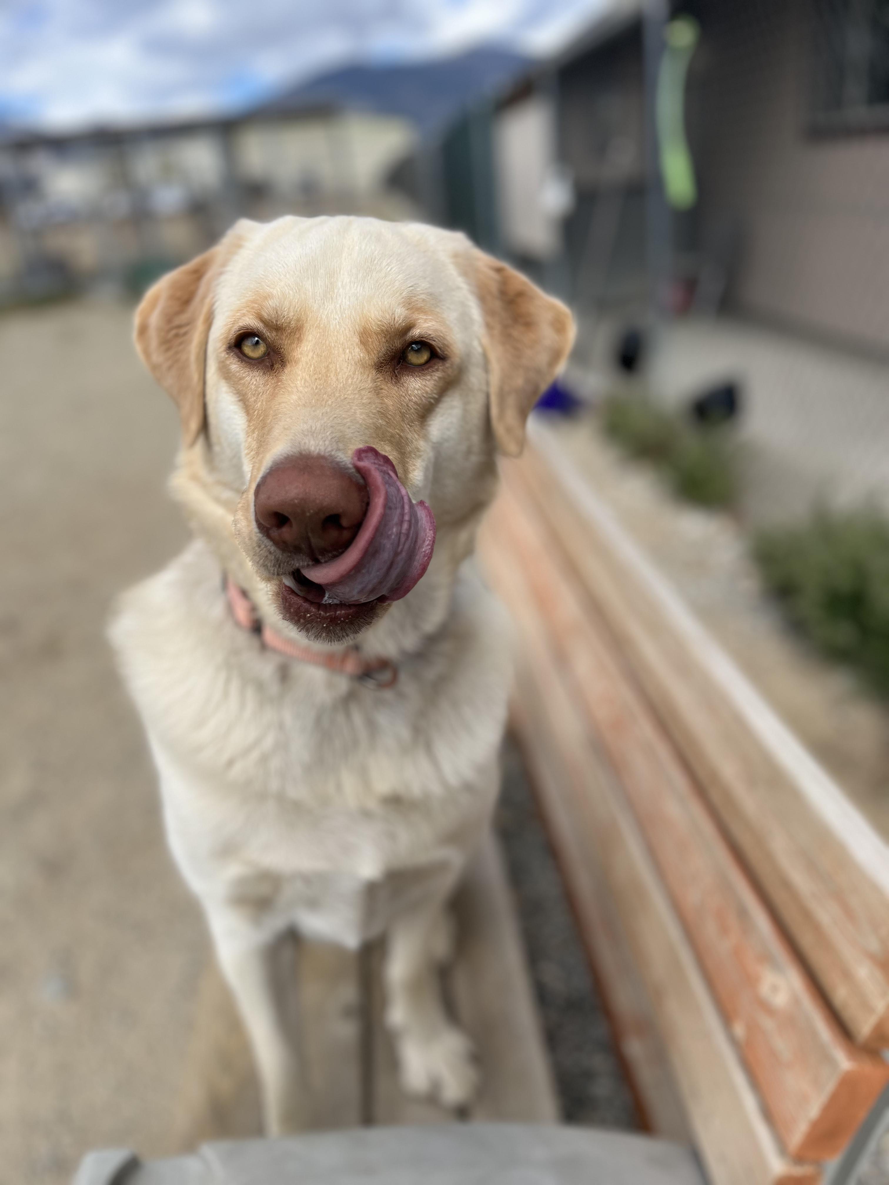 Ollie, a Adoptable mixed breed in Buena Vista, CO image 4/4