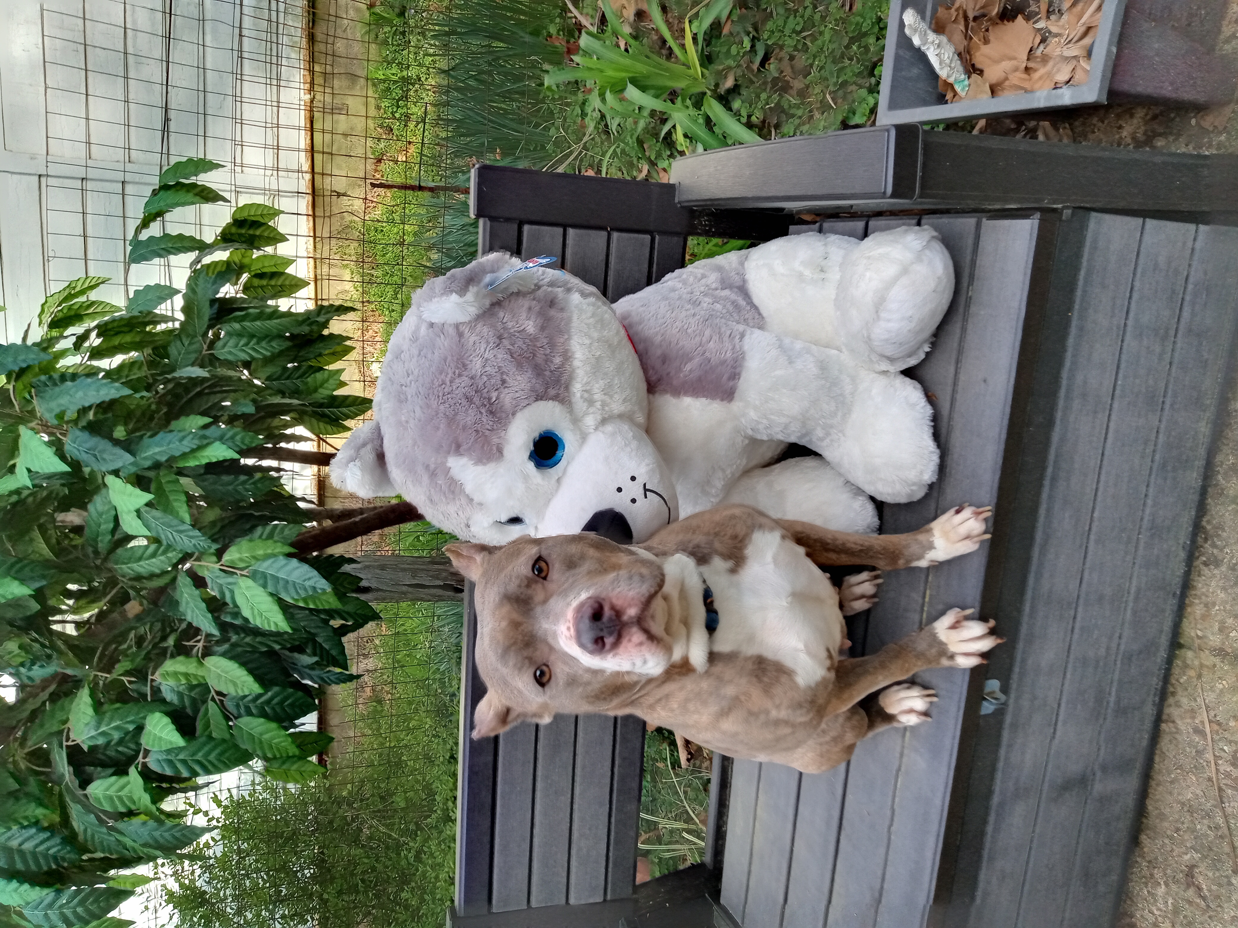 Baylee, a Adoptable mixed breed in Memphis, TN image 2/5